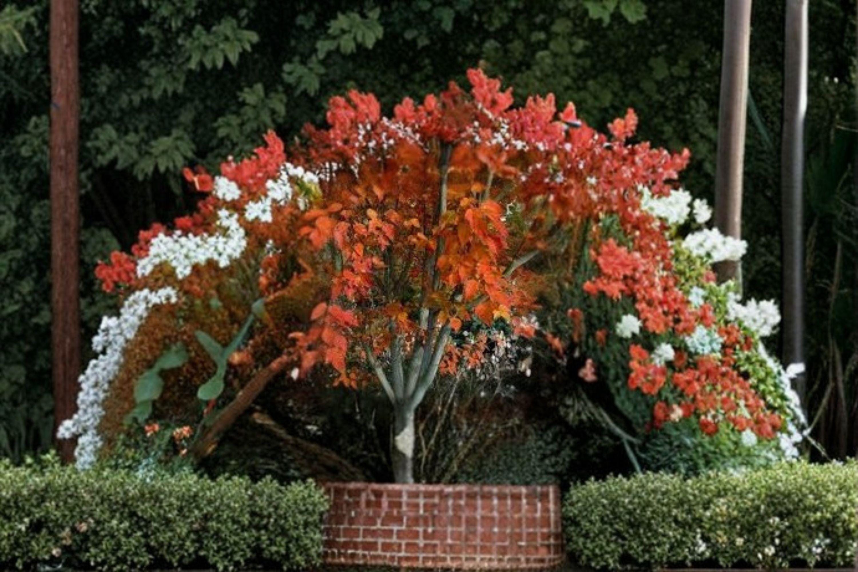 Acer Grosseri var. Hersii – Acer grosseri var. hersii 10 Seeds | Rare Asian Maple | Ornamental Tree | Distinctive Foliage & Form