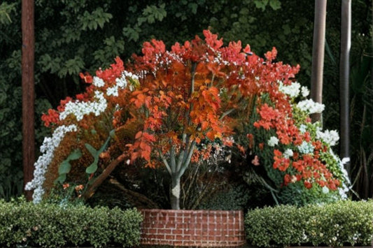 Acer Grosseri var. Hersii – Acer grosseri var. hersii 10 Seeds | Rare Asian Maple | Ornamental Tree | Distinctive Foliage & Form