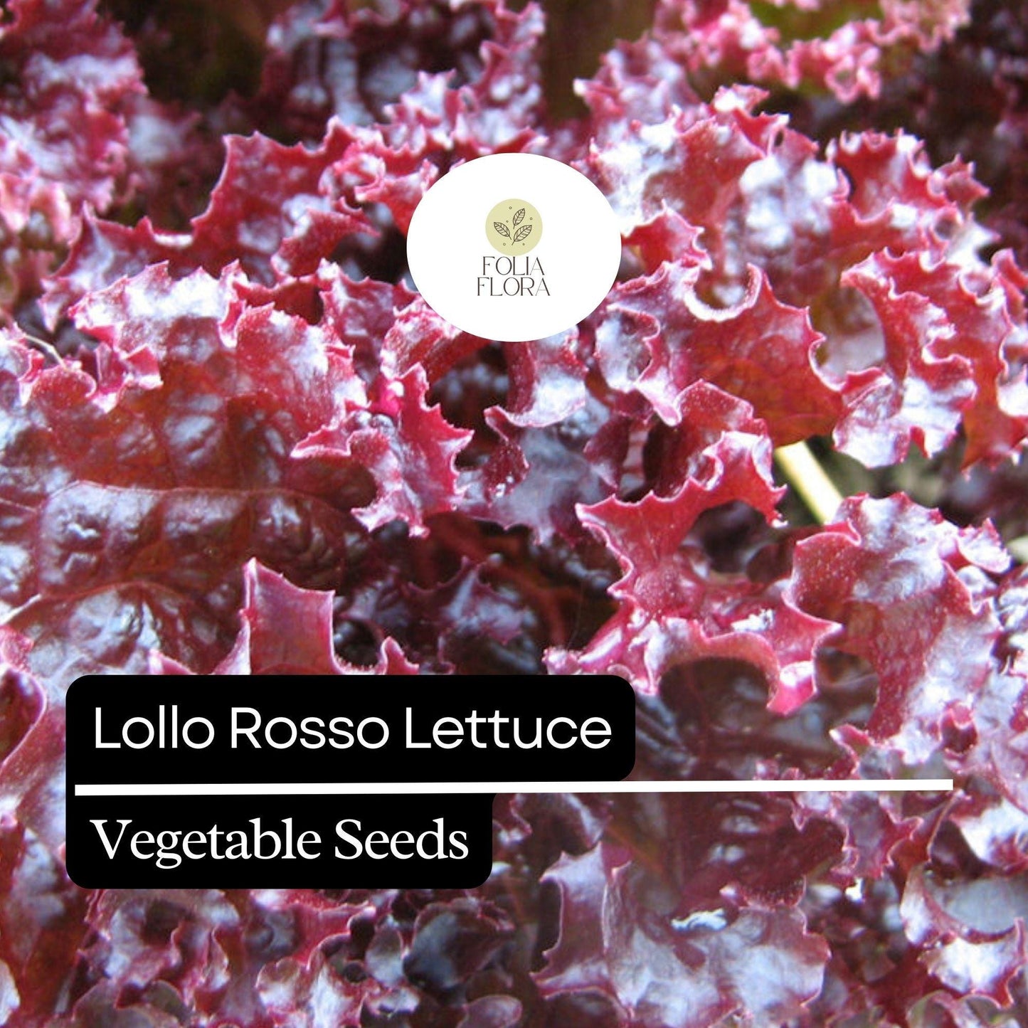 1000 Lollo Rosso Lettuce Seeds – Heirloom, Non-GMO, Frilly Red-Leaf Variety