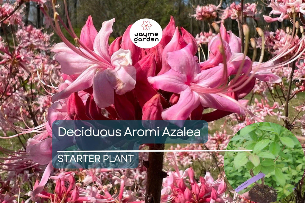 Spring Sensation Aromi Azalea | Deciduous Hybrid | Soft Pink Fragrant Flowers | Live Starter Plant | Zones 6-9