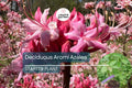 Spring Sensation Aromi Azalea | Deciduous Hybrid | Soft Pink Fragrant Flowers | Live Starter Plant | Zones 6-9