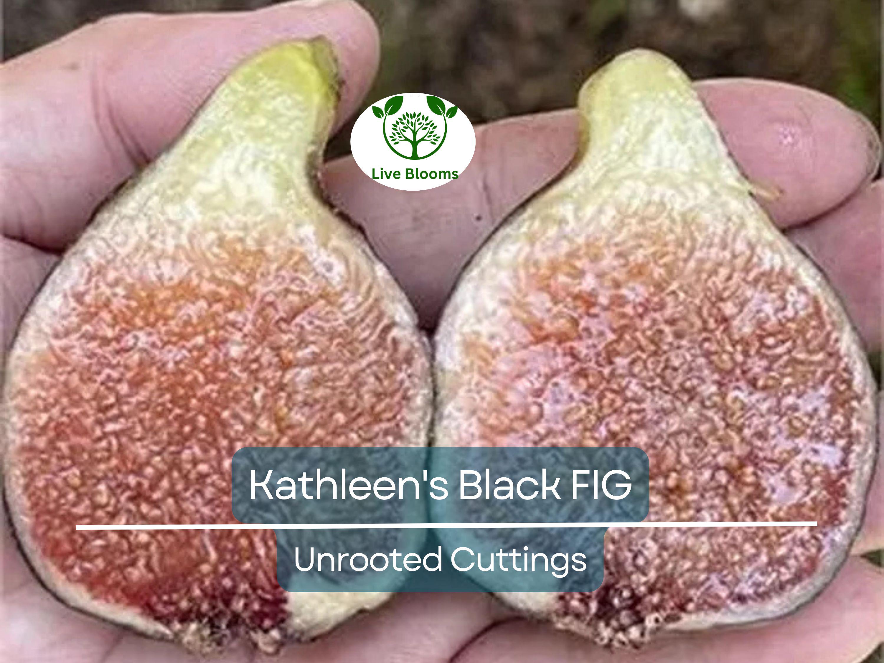 1 Kathleen's Black Fig Unrooted Cutting (Ficus carica) - At Least 3 Nodes, 8 Inches Long - Premium Fig Cutting for Rooting & Grafting