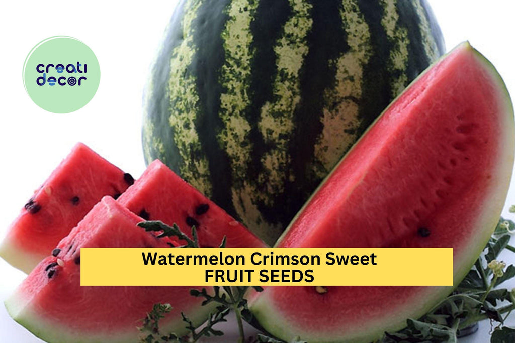 3pcs of 2g Crimson Sweet Watermelon Seeds – Juicy Red Melon, High Yielding, Heat-Tolerant, Perfect for Summer Gardens Seeds for Planting