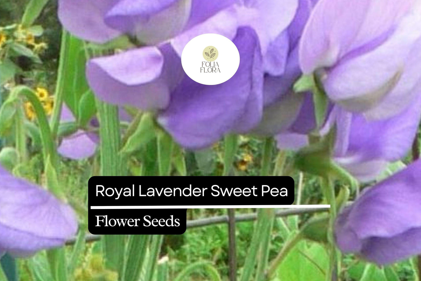 Royal Lavender Sweet Pea (Lathyrus odoratus) – Fragrant Blooms, Lavender Purple Flowers, Ideal for Gardens & Bouquets