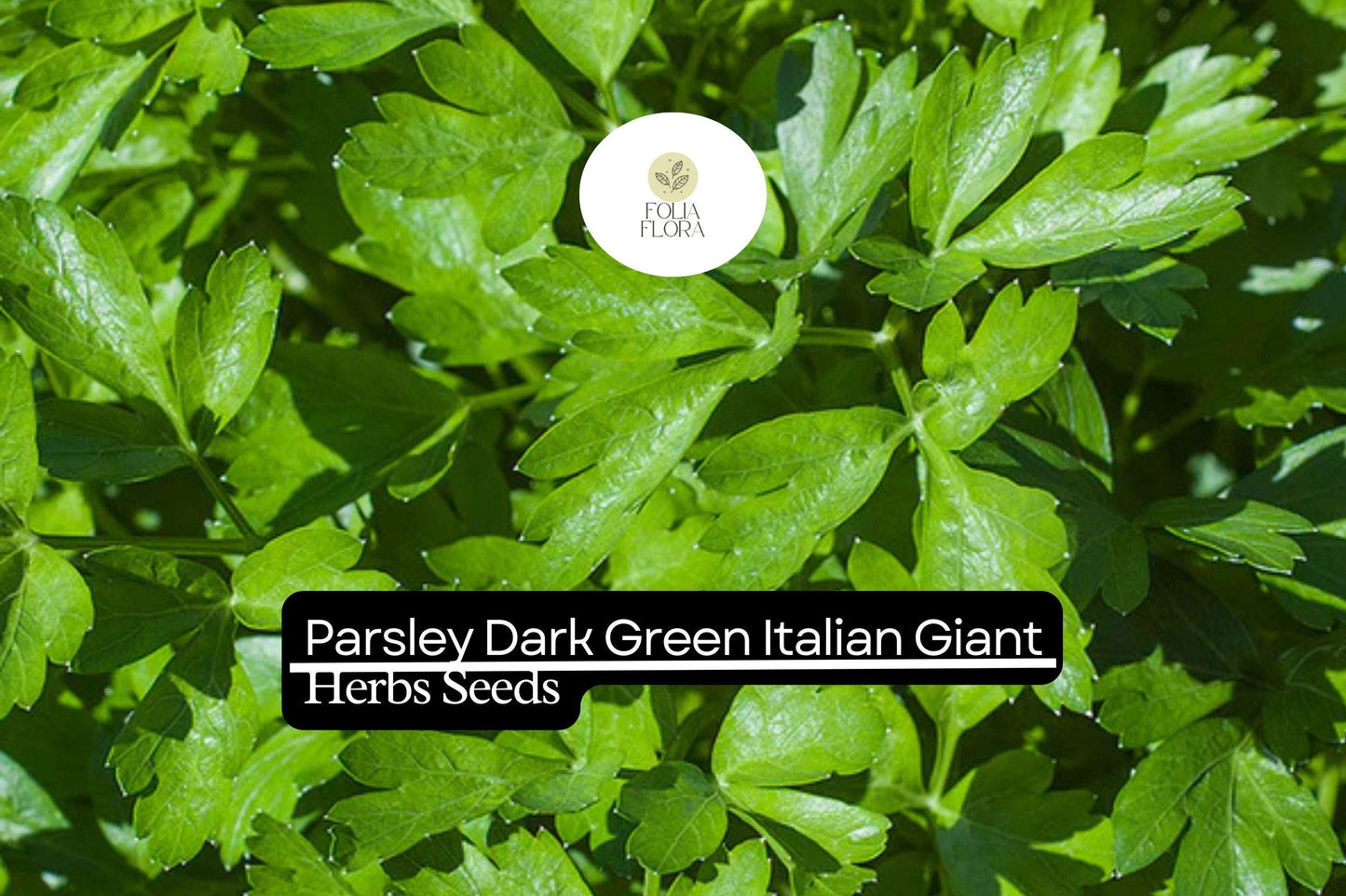 500 seeds Parsley Dark Green Italian Giant | Petroselinum crispum | Heirloom, Non-GMO Herb | Robust & Flavorful