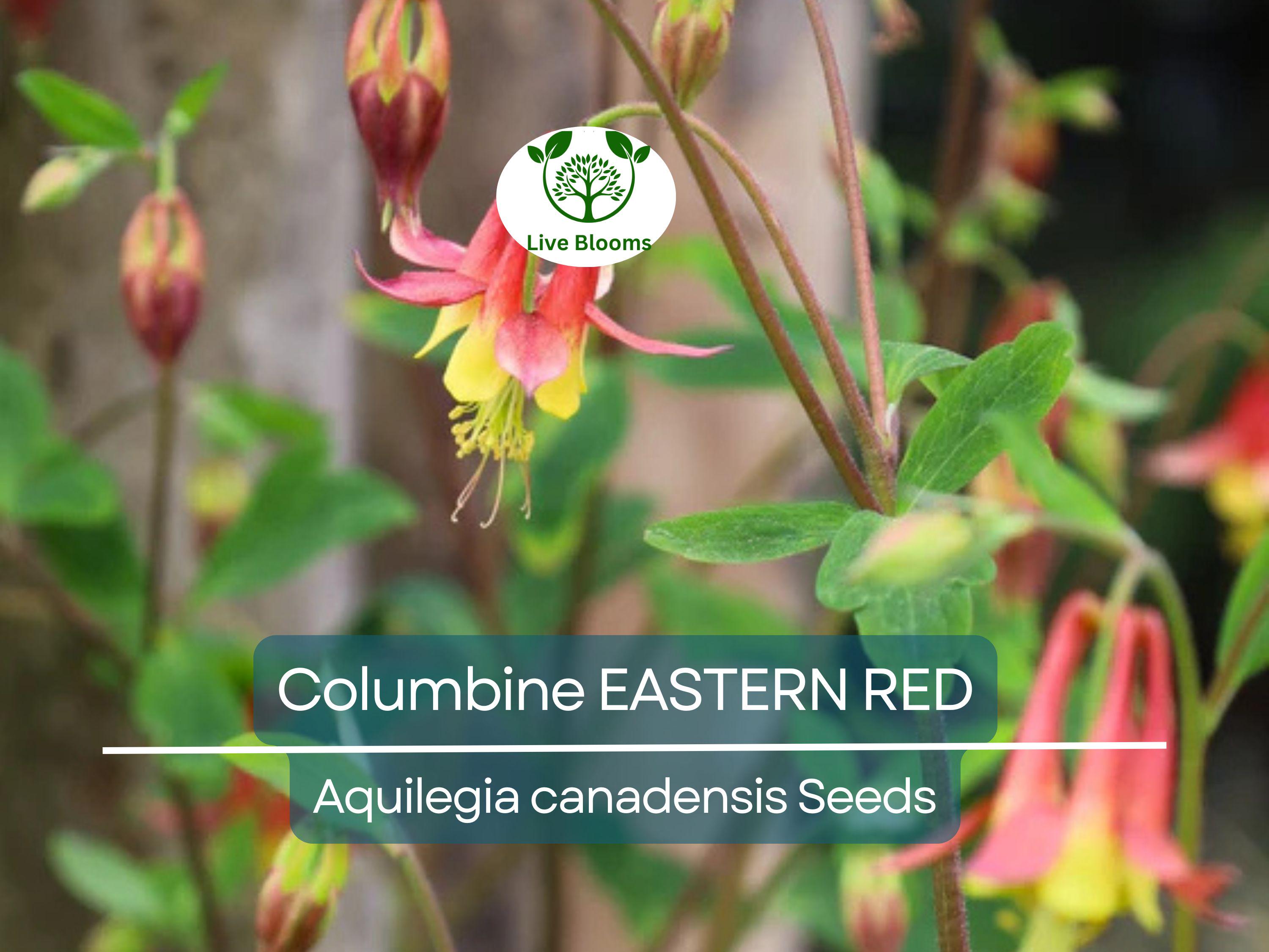 200 Seeds Columbine EASTERN RED Perennial, Aquilegia canadensis, PartShade, Attracts Pollinators, Non-GMO, Beautiful Red Blooms