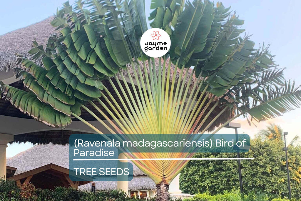 5 Traveler’s Palm Tree Seeds – Ravenala madagascariensis, Bird of Paradise, Tropical Fan-Shaped Evergreen