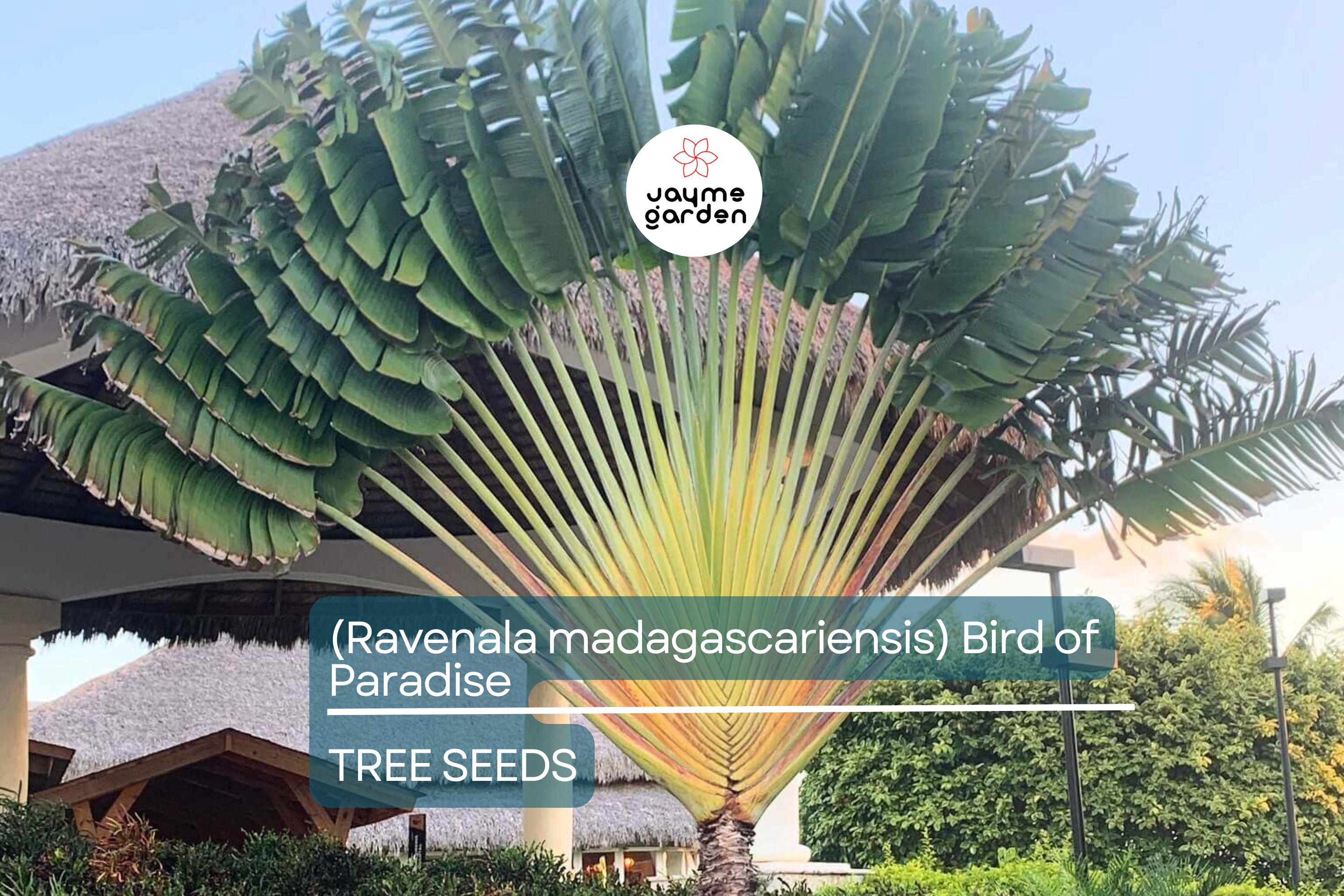 5 Traveler’s Palm Tree Seeds – Ravenala madagascariensis, Bird of Paradise, Tropical Fan-Shaped Evergreen