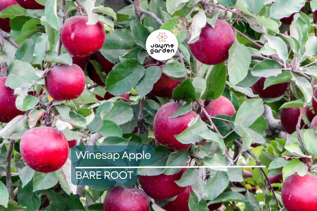 Live Winesap Apple Tree (2-3ft) | Sweet & Tart Fruit | Bare Root | Plant Now for Spring