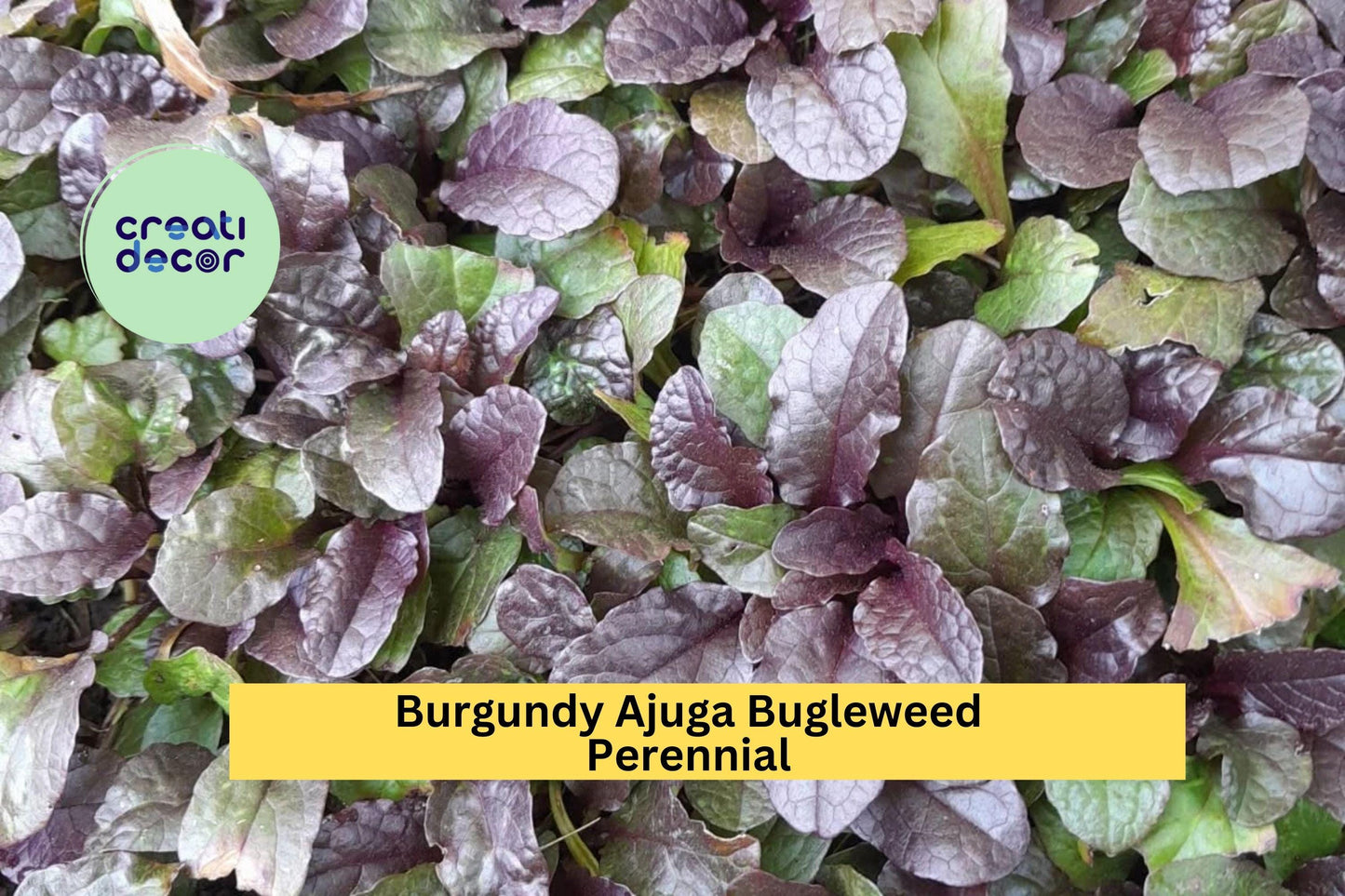 10 Burgundy Ajuga Bugleweed Plants – Live Bare Root Perennials, Hardy Ground Cover with Purple Blooms and Burgundy Foliage
