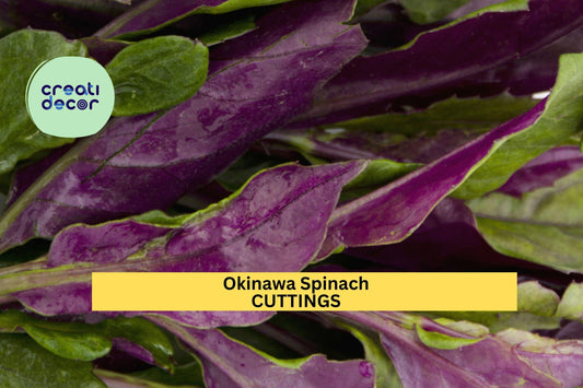 12 Okinawa Spinach Cuttings | Gynura Bicolor Starter Plants | Fresh 5–6" Unrooted Cuttings | Edible Perennial Green USA