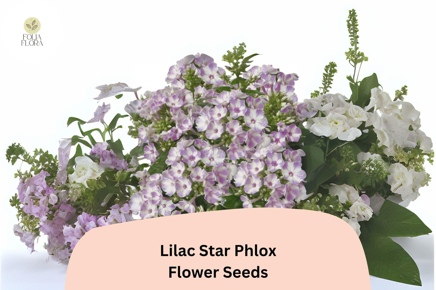 100+ Lilac Star Phlox Seeds – Fragrant Lilac Garden Flowers, Perennial Phlox paniculata