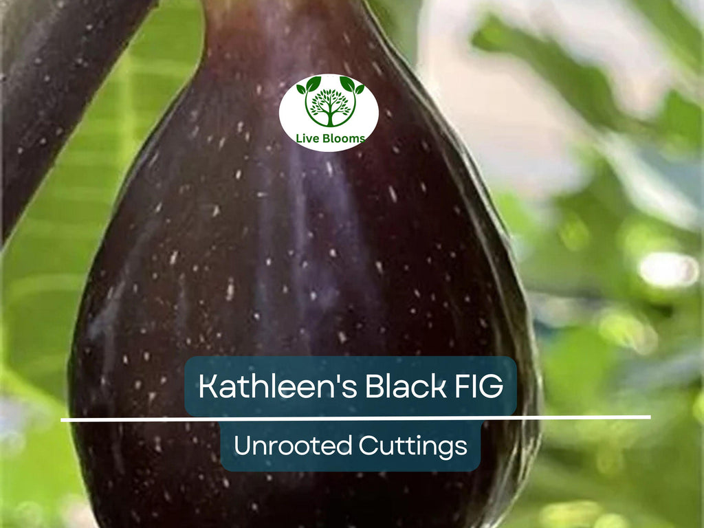 1 Kathleen's Black Fig Unrooted Cutting (Ficus carica) - At Least 3 Nodes, 8 Inches Long - Premium Fig Cutting for Rooting & Grafting
