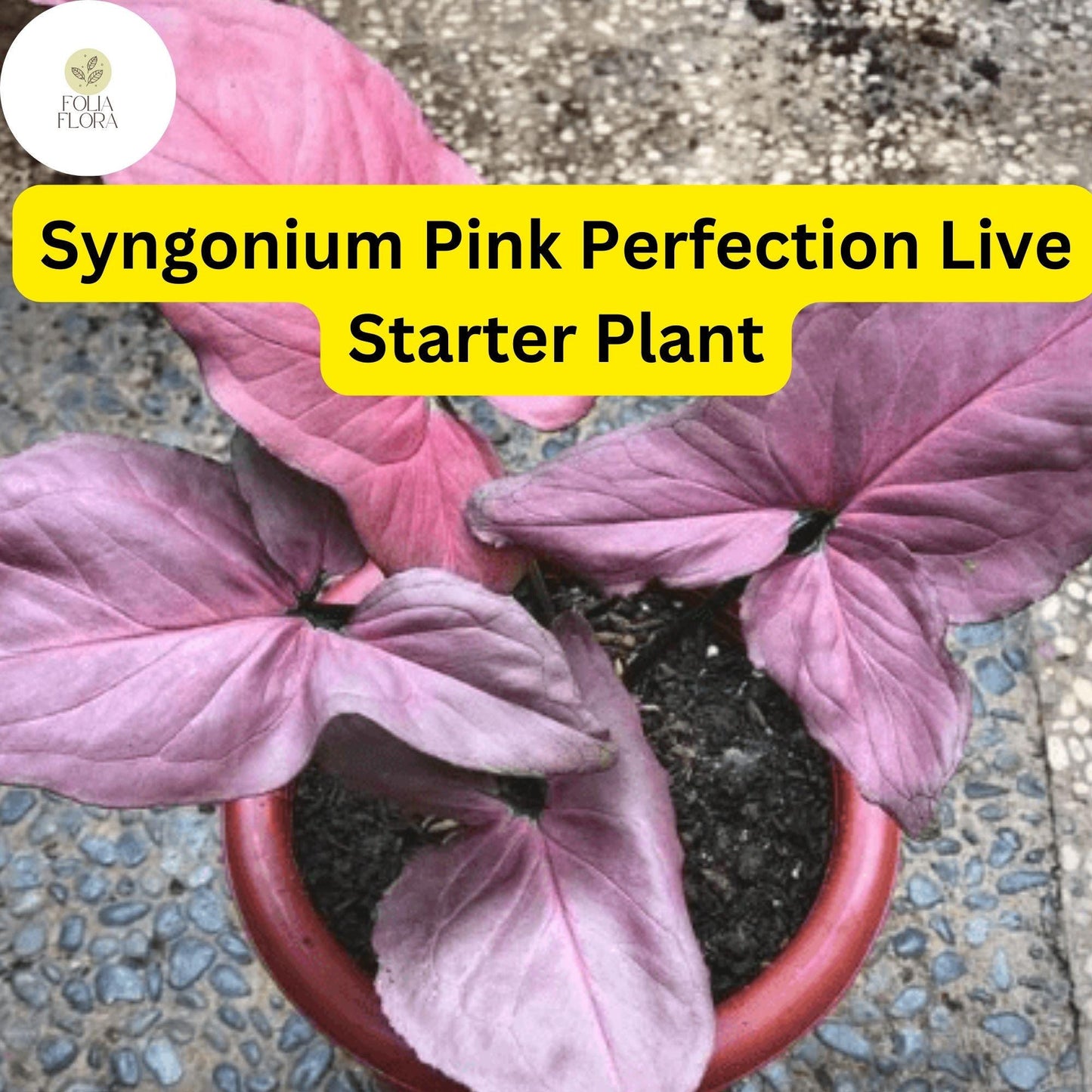 1 Syngonium podophyllum 'Pink Perfection' - Live Arrowhead Plant in 4" Pot - Rare Pink Houseplant