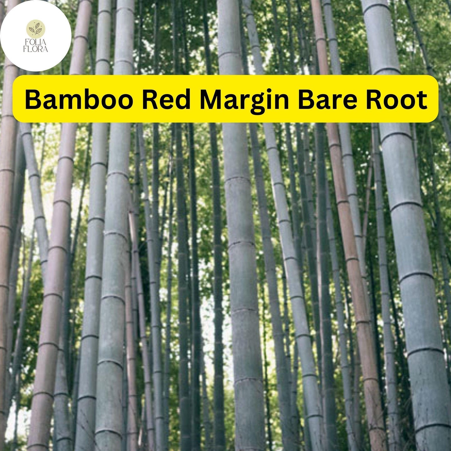 1 Live Bare Root Plant Bamboo Red Margin, Phyllostachys Rubromarginata, Hardy Fast-Growing Bamboo