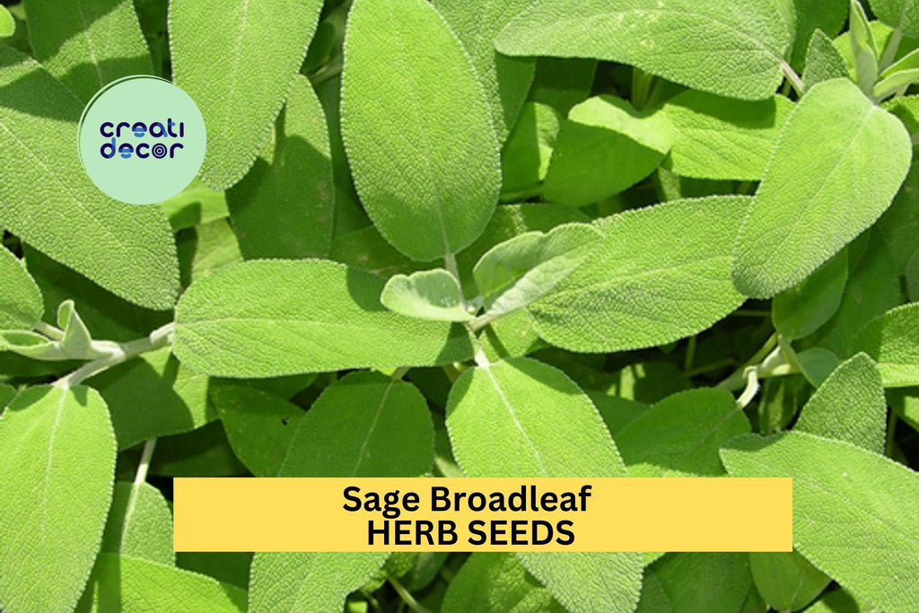 3pcs of 300mg Sage Broadleaf Seeds – Classic Culinary Herb for Garden Beds, Containers, or Kitchen Herb Gardens Seeds for Planting