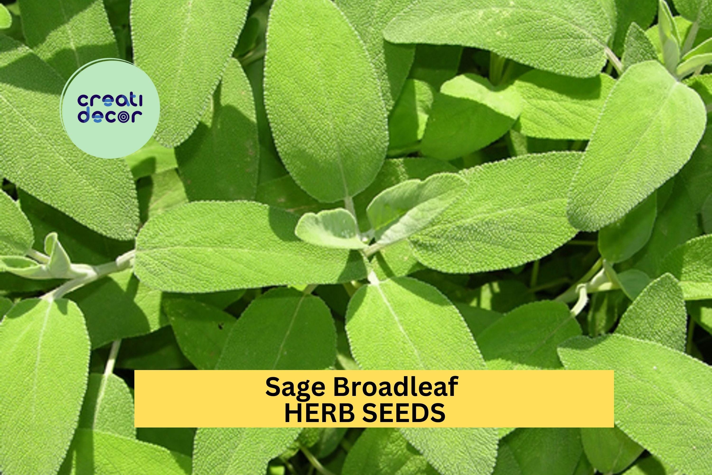 3pcs of 300mg Sage Broadleaf Seeds – Classic Culinary Herb for Garden Beds, Containers, or Kitchen Herb Gardens Seeds for Planting