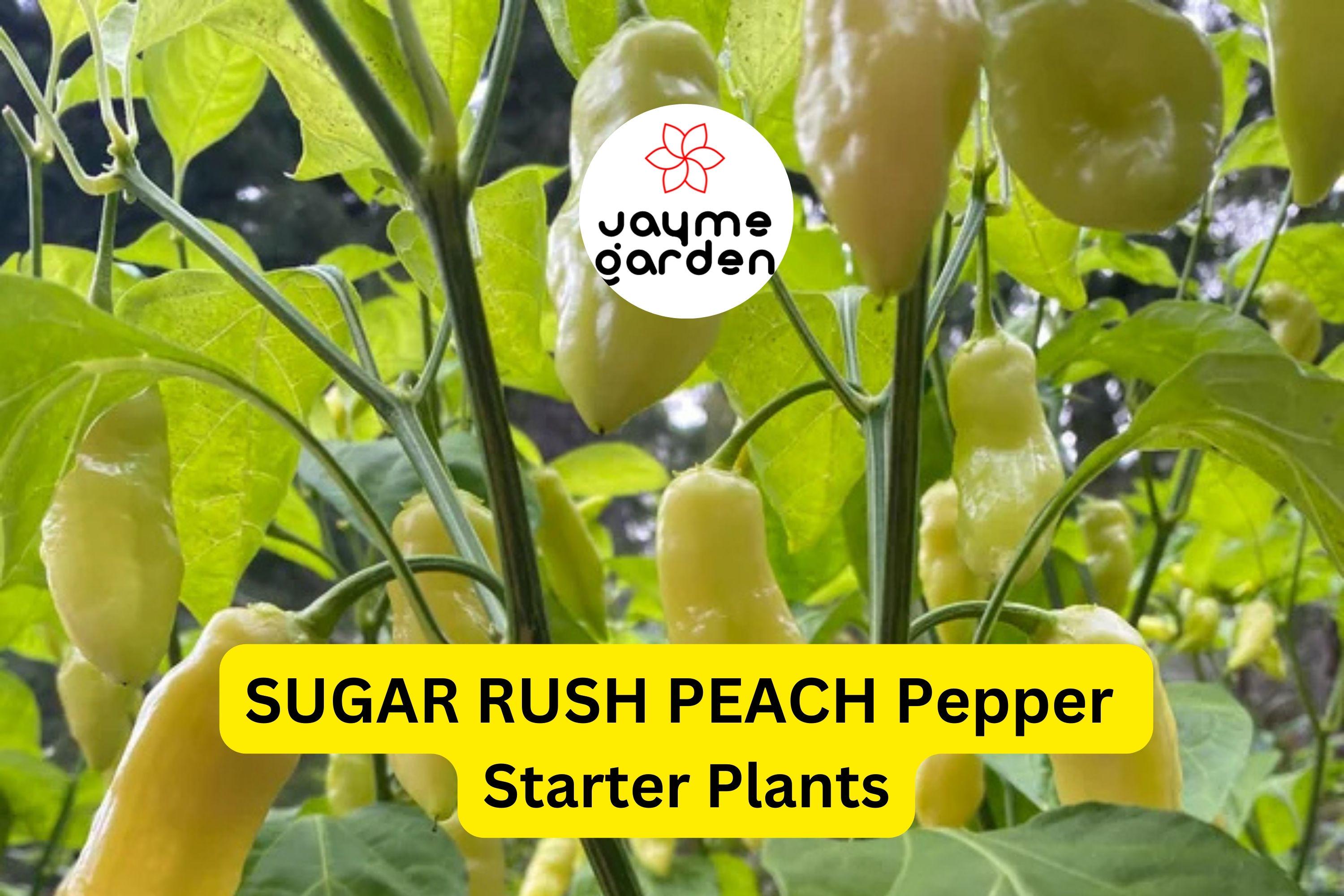 3 Sugar Rush Peach Pepper Starter Plants - Sweet & Spicy - High Yield for Hot Sauce, Snacking, Garden Growing