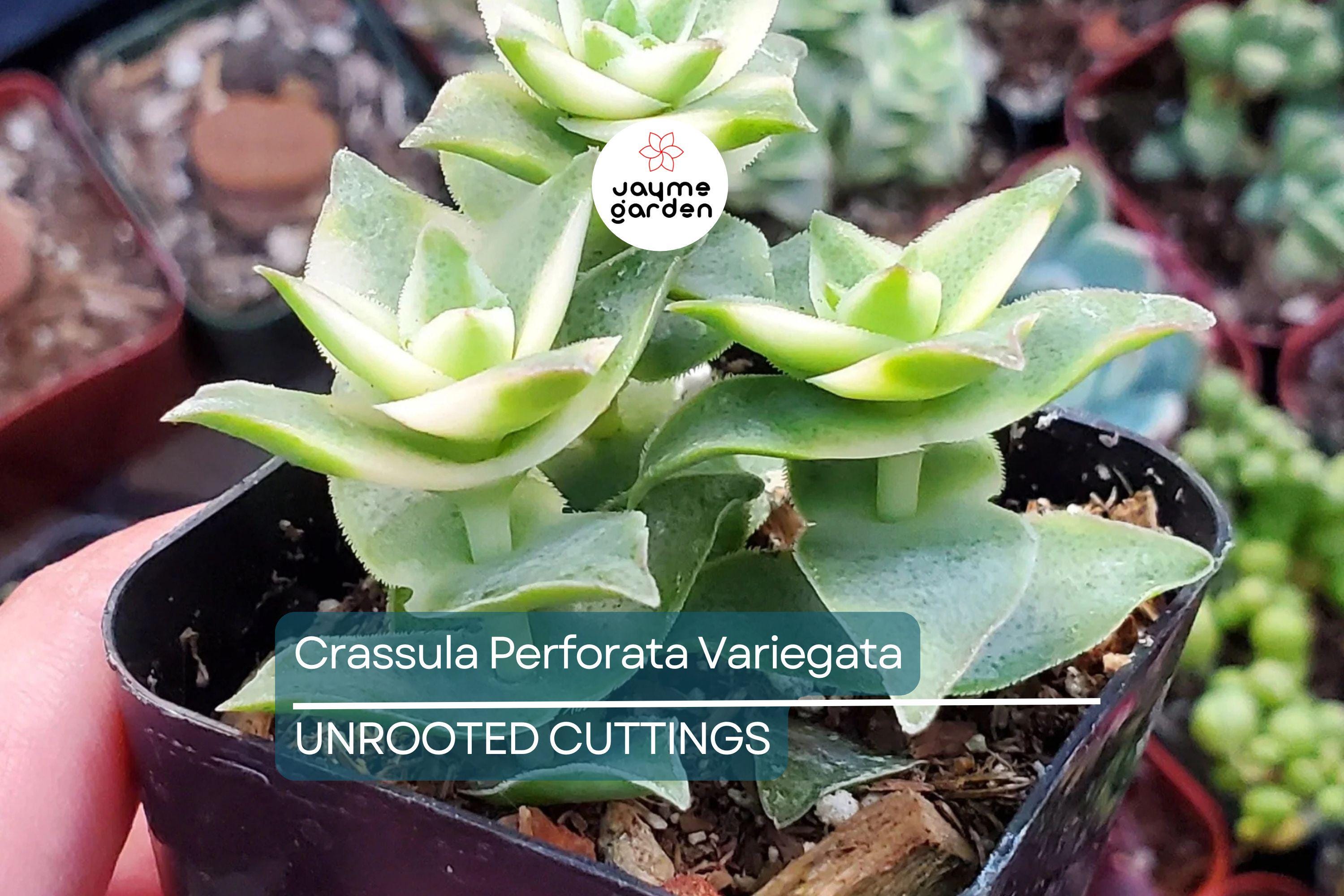 Crassula Perforata Variegata Starter Plant - 2 Fresh Cuttings (3-4") | Trailing Succulent with Variegated Leaves & Red Margins