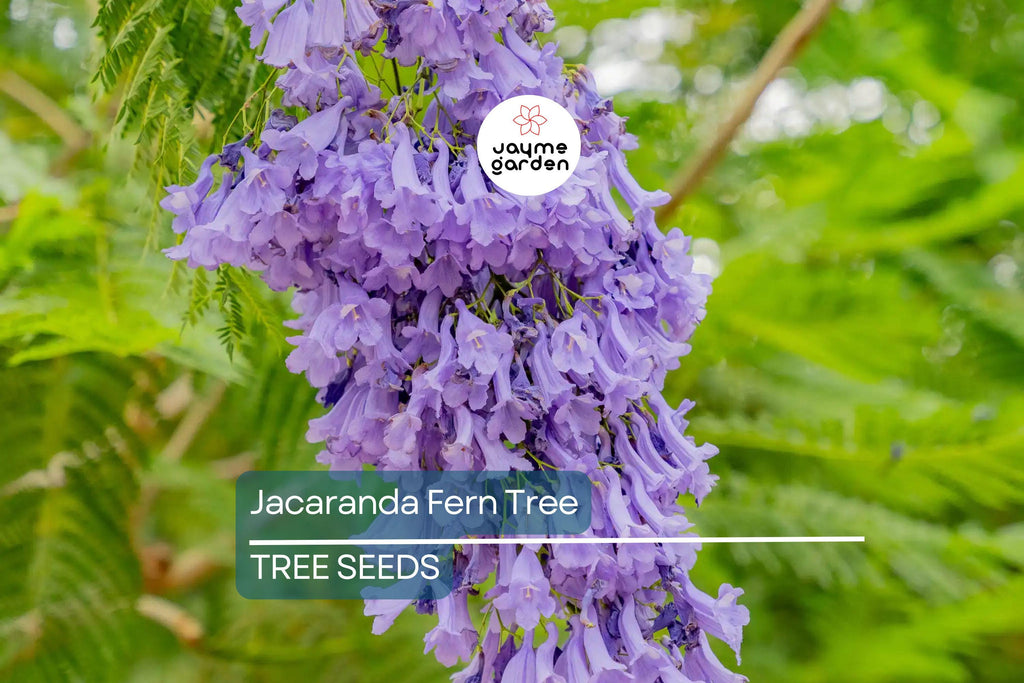 20 Jacaranda Fern Tree Seeds (Jacaranda mimosifolia) – Blue Flowers, Fast-Growing, 50ft Mature Height