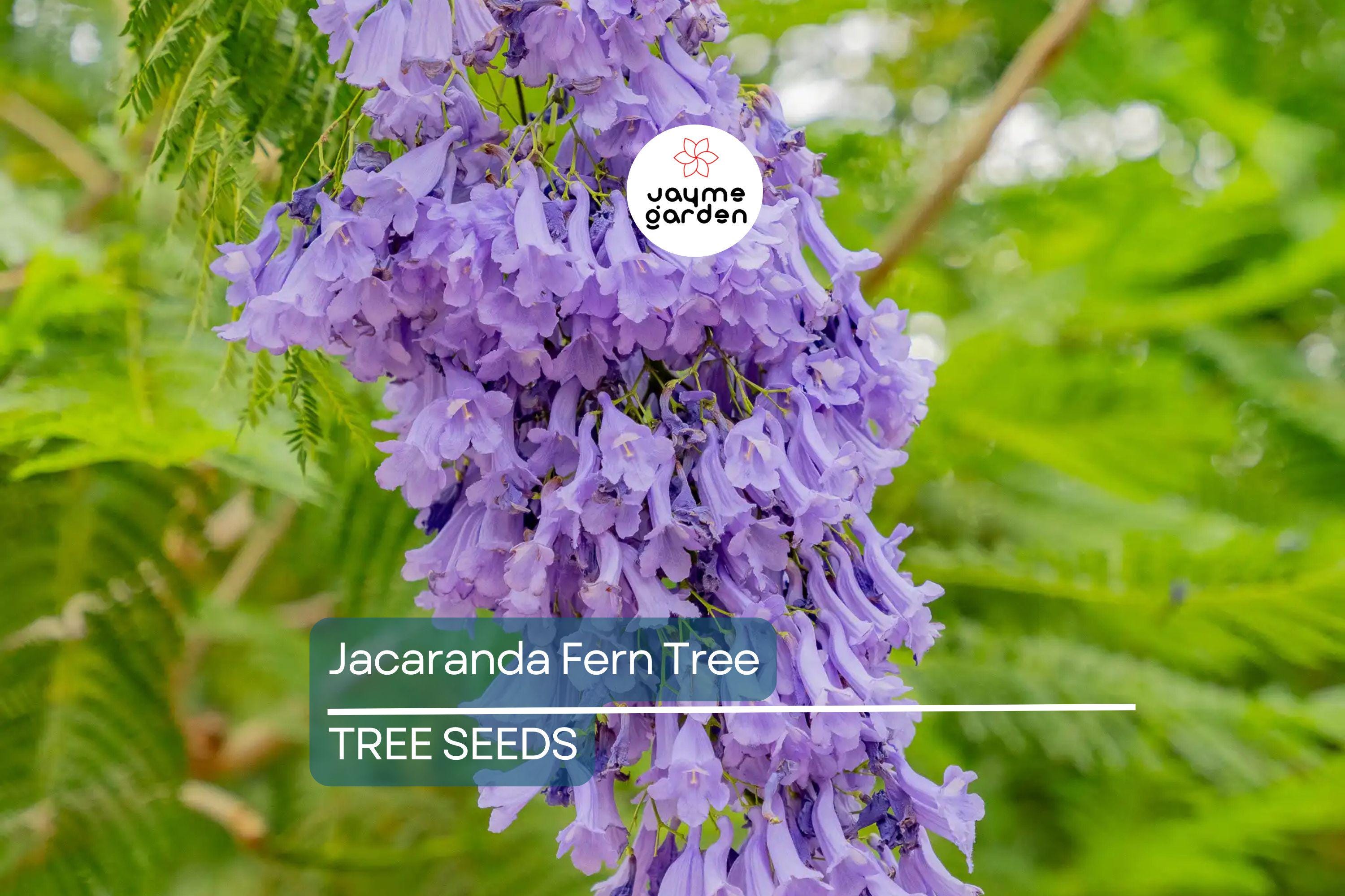 20 Jacaranda Fern Tree Seeds (Jacaranda mimosifolia) – Blue Flowers, Fast-Growing, 50ft Mature Height