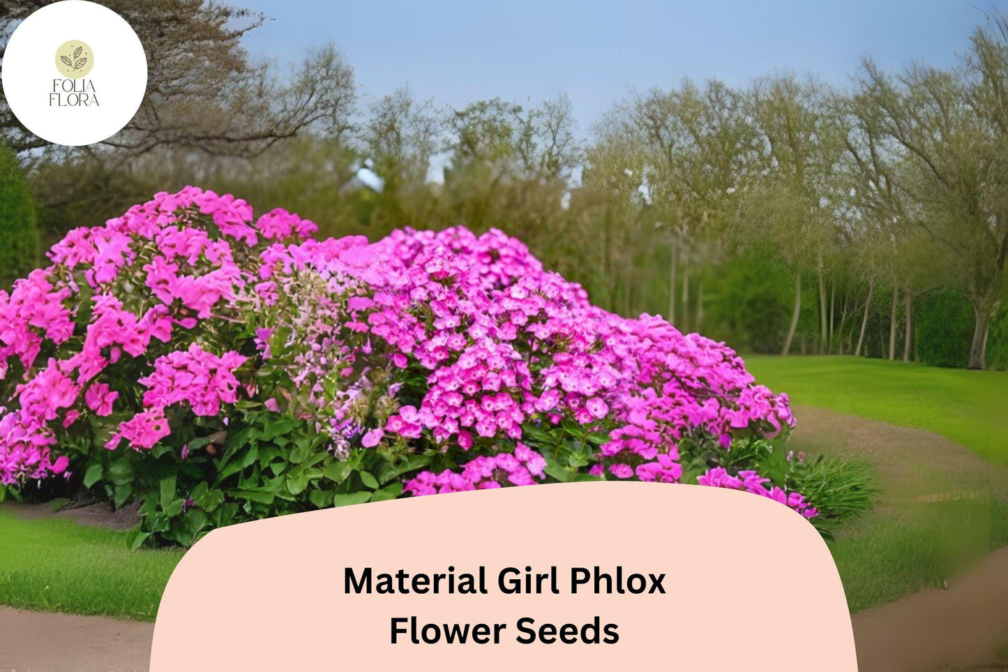100+ Material Girl Phlox Seeds – Perennial Garden Flower Seeds, Phlox paniculata Hybrid