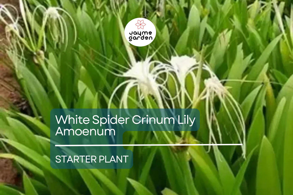 White Spider Crinum Lily Amoenum Starter Plant | Giant Flowering Outdoor Lily | Live Rooted Bulb | Drought-Tolerant