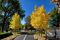 Ginkgo Biloba 1 Live Plant 1-2 ft Tall (Ginkgo biloba) Bare Root Tree