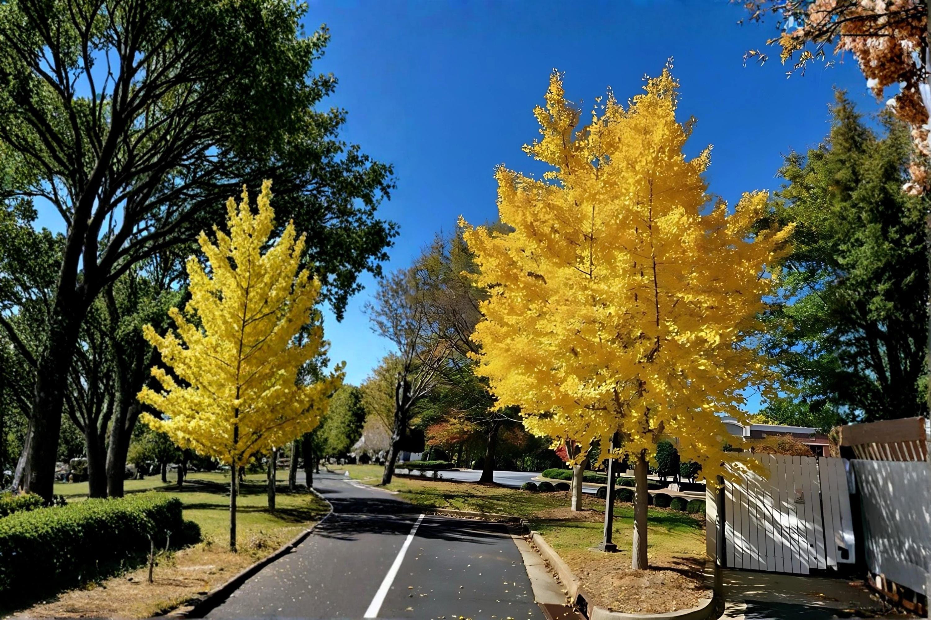 Ginkgo Biloba 1 Live Plant 1-2 ft Tall (Ginkgo biloba) Bare Root Tree