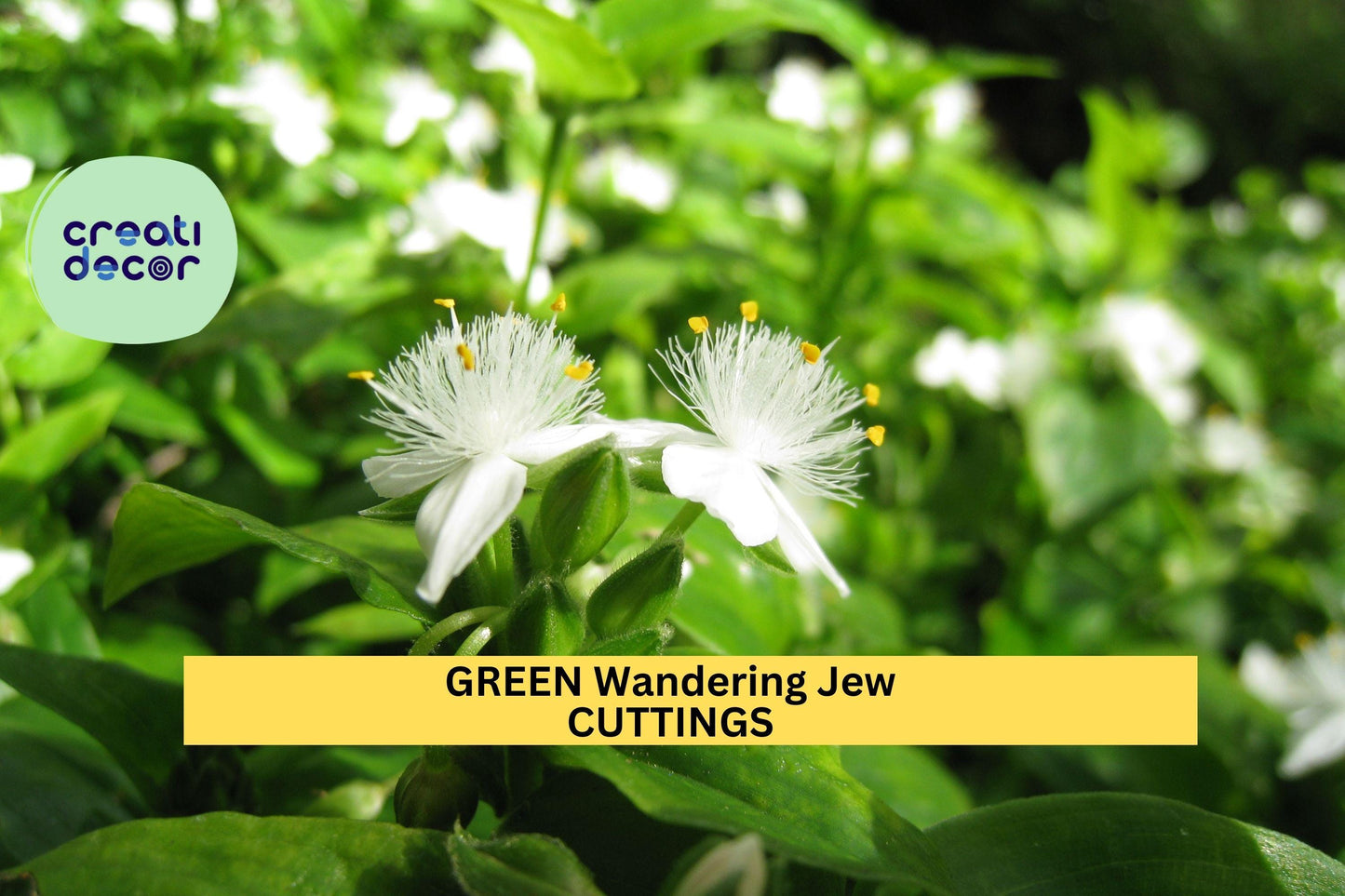 12 Green Wandering Jew Cuttings | Tradescantia Fluminensis Starter Plants | Easy Indoor Trailing Vine | Cold Sensitive