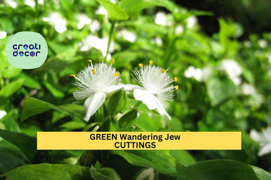 12 Green Wandering Jew Cuttings | Tradescantia Fluminensis Starter Plants | Easy Indoor Trailing Vine | Cold Sensitive
