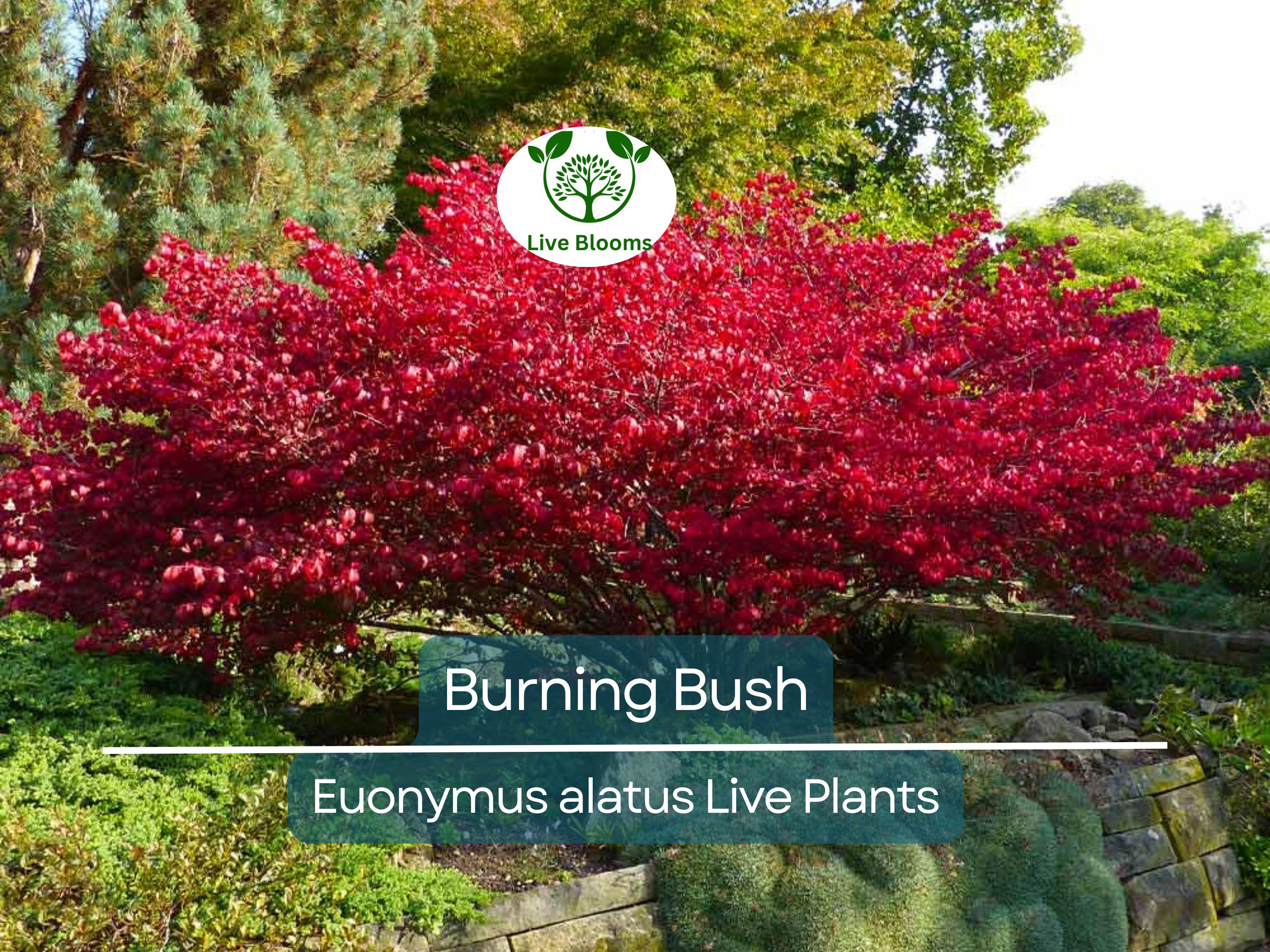 1 Burning Bush Live Plant – Euonymus Alatus Shrub, 1 Year Old, Rooted, Not Cutting – Vibrant Fall Color, Ornamental Hedge