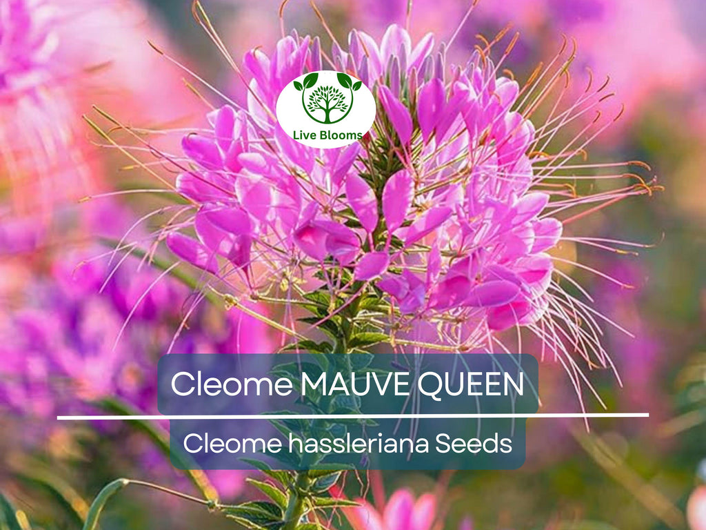 200 Seeds Cleome MAUVE QUEEN Spider Plant, Non-GMO, Fall Planting, Pollinator-Friendly, Cleome hassleriana, Vibrant Flowers