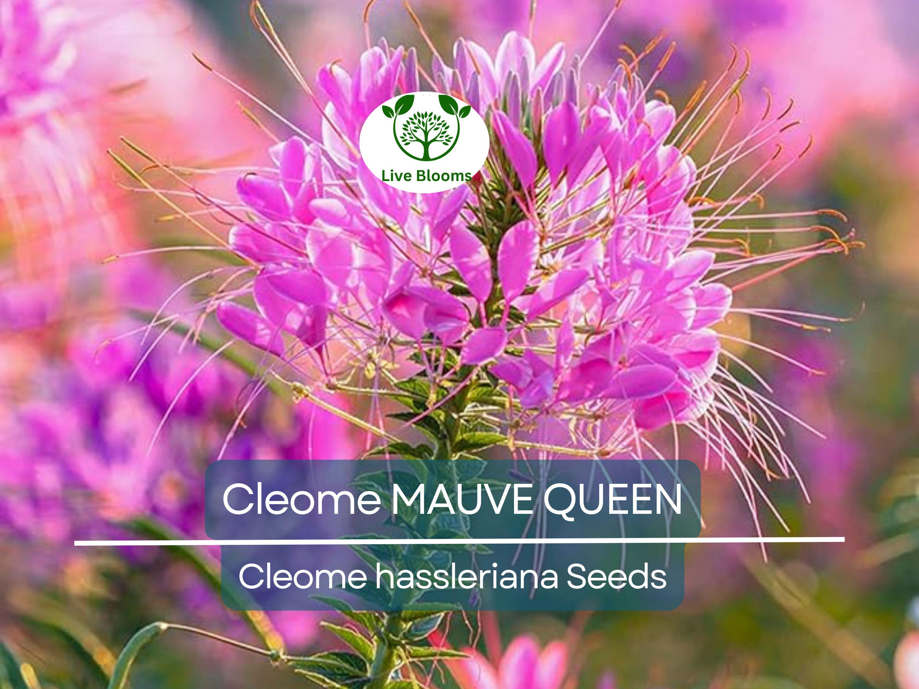200 Seeds Cleome MAUVE QUEEN Spider Plant, Non-GMO, Fall Planting, Pollinator-Friendly, Cleome hassleriana, Vibrant Flowers