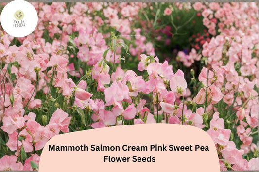 Mammoth Salmon Cream Pink Sweet Pea Seeds | Lathyrus odoratus Tall Climbing Vine (50+ Seeds)