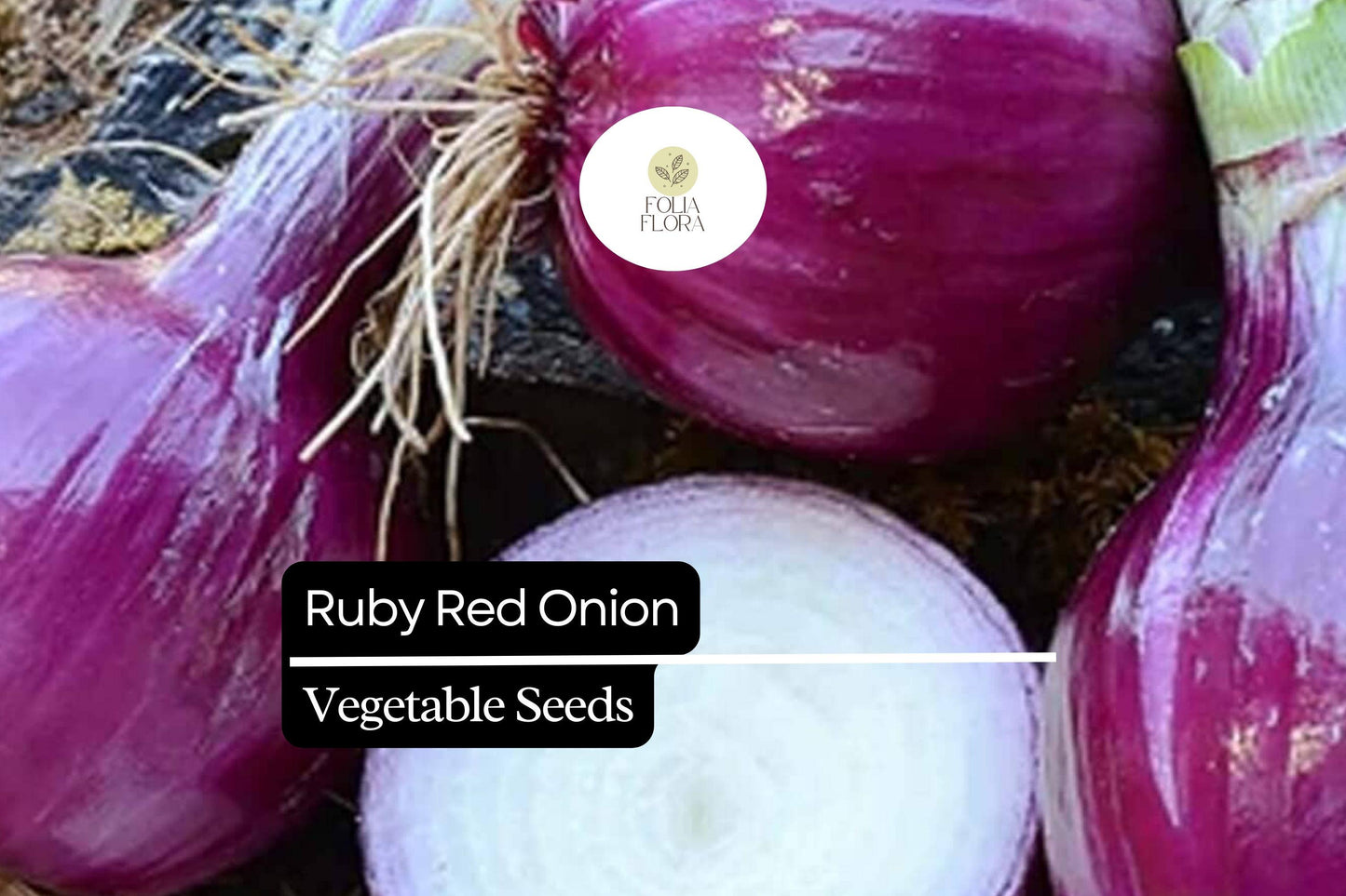 100 Seeds Ruby Red Onion (Allium cepa) – Sweet, Vibrant Red Bulbs for Gardens & Culinary Delights