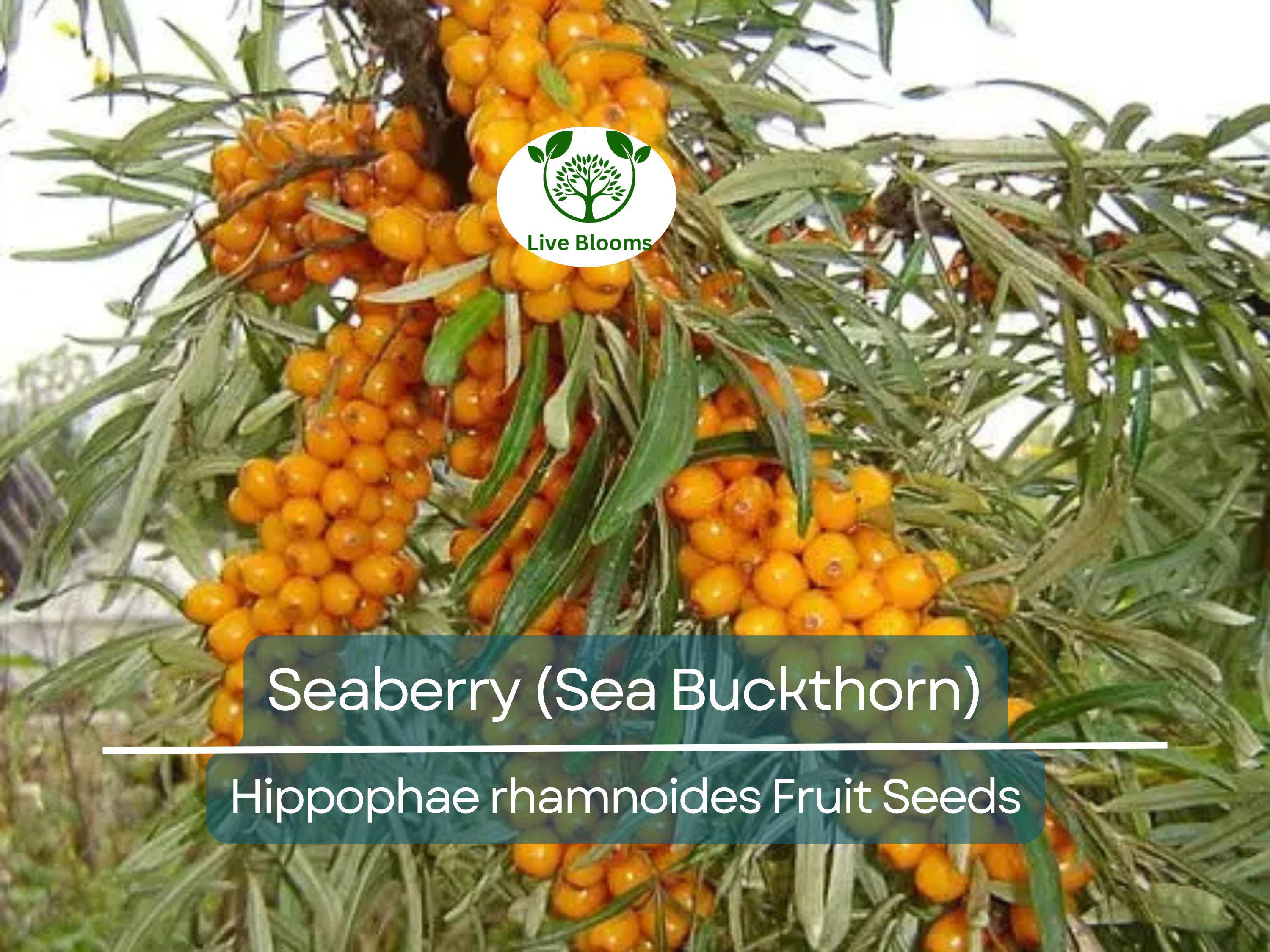 50 Seaberry Seeds - Sea Buckthorn (Hippophae rhamnoides), Edible Berry Fruit, High Yield, Organic, Nutrient-Rich, for Garden Planting