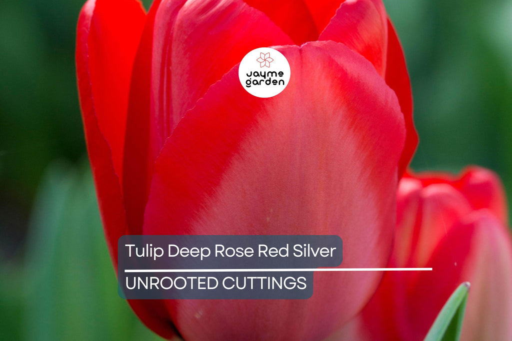 Tulip Spryng Tide Bulbs - 5 Deep Rose Red & Silver Sheen Bulbs, Fragrant, Weather-Resistant, USDA Zones 3-8