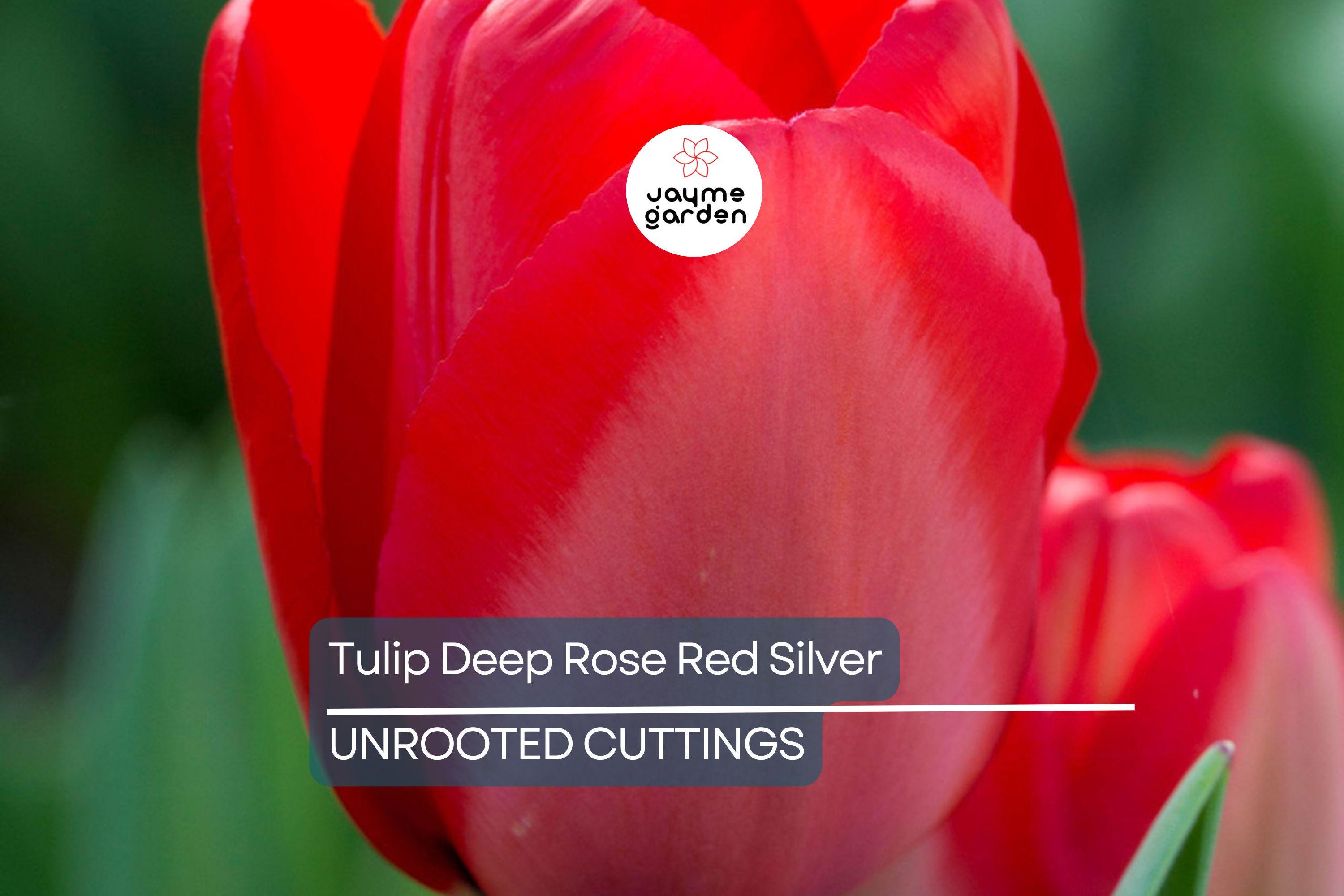 Tulip Spryng Tide Bulbs - 5 Deep Rose Red & Silver Sheen Bulbs, Fragrant, Weather-Resistant, USDA Zones 3-8