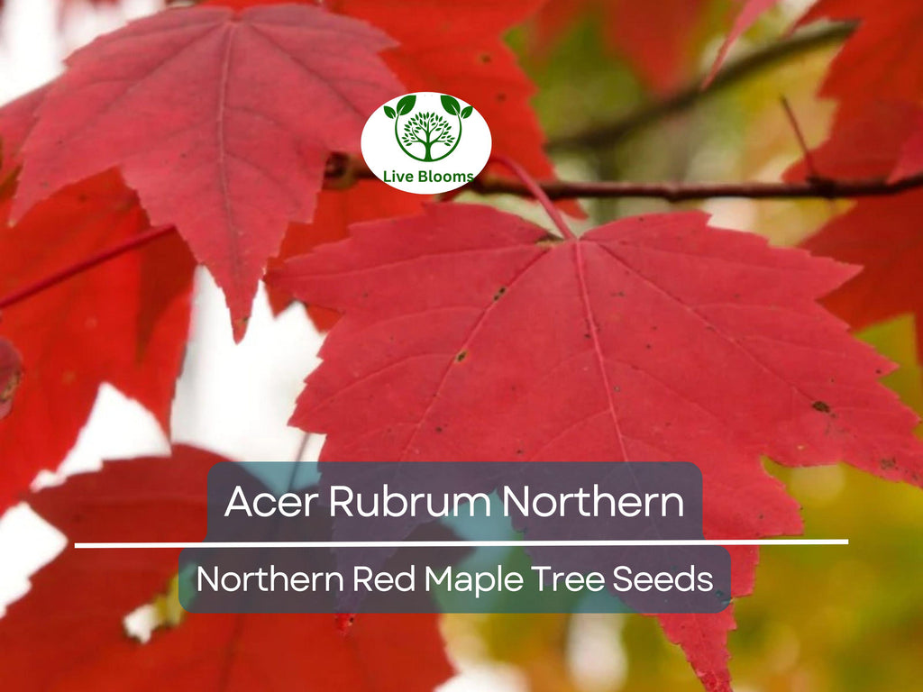 10 Seeds Acer Rubrum Northern (Northern Red Maple) for Planting - Fast-Growing, Hardy Tree for Landscaping, Shade & Garden - Red Maple Seeds
