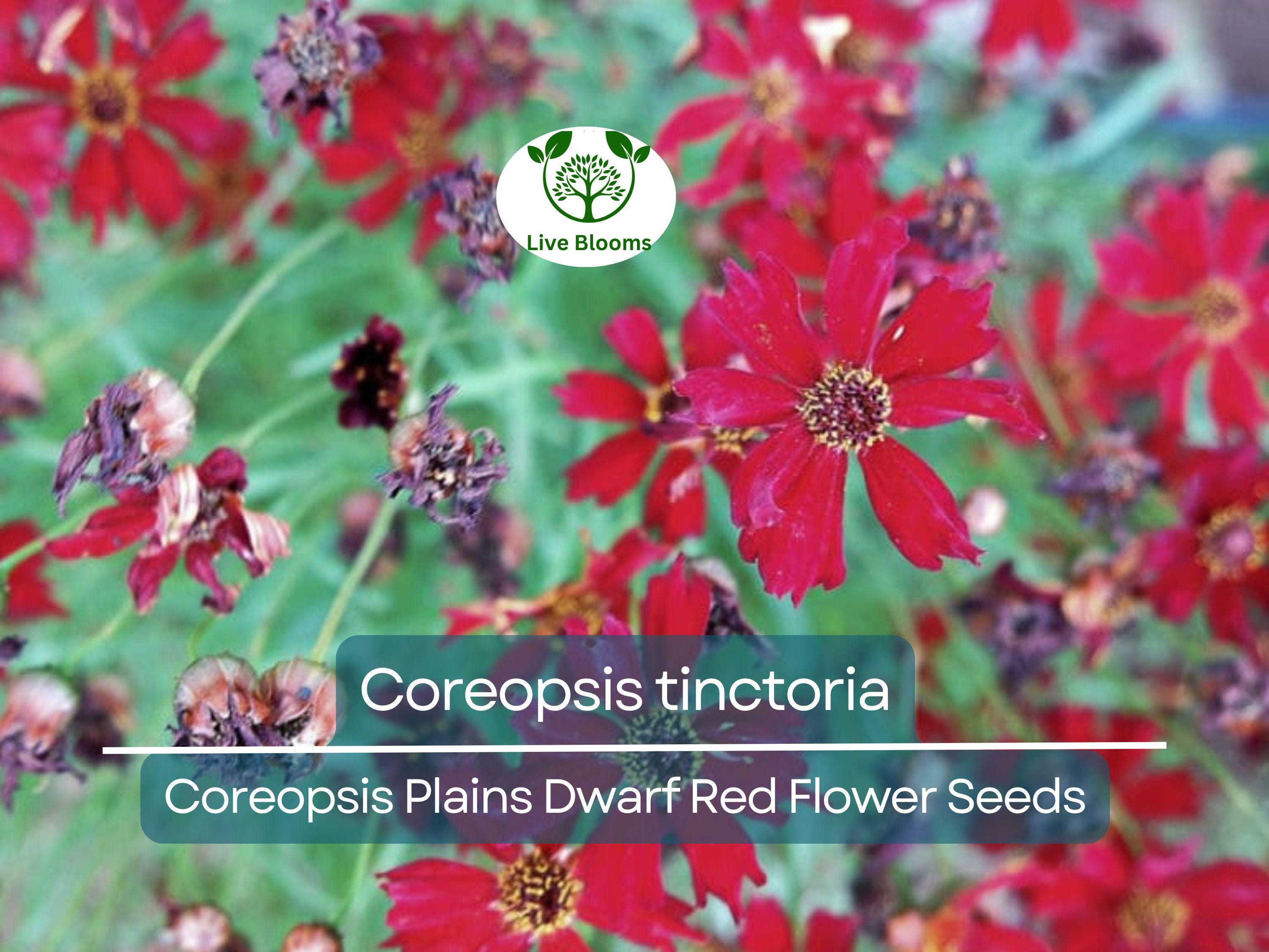 300 Seeds Coreopsis Plains Dwarf Red (Coreopsis tinctoria) Red Wildflower for Planting, Pollinator-Friendly, Low-Maintenance, Garden Blooms