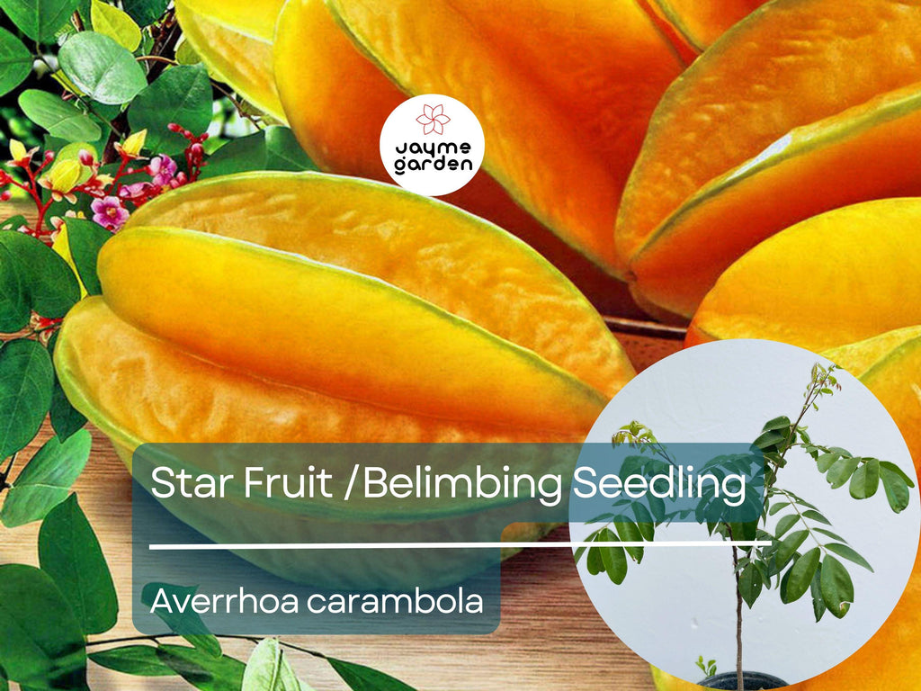 Grafted Star Fruit Seedling Starter Plant (Averrhoa carambola) Live Fruit Tree 24″-36″ - Sweet Tropical Carambola for Garden or Patio