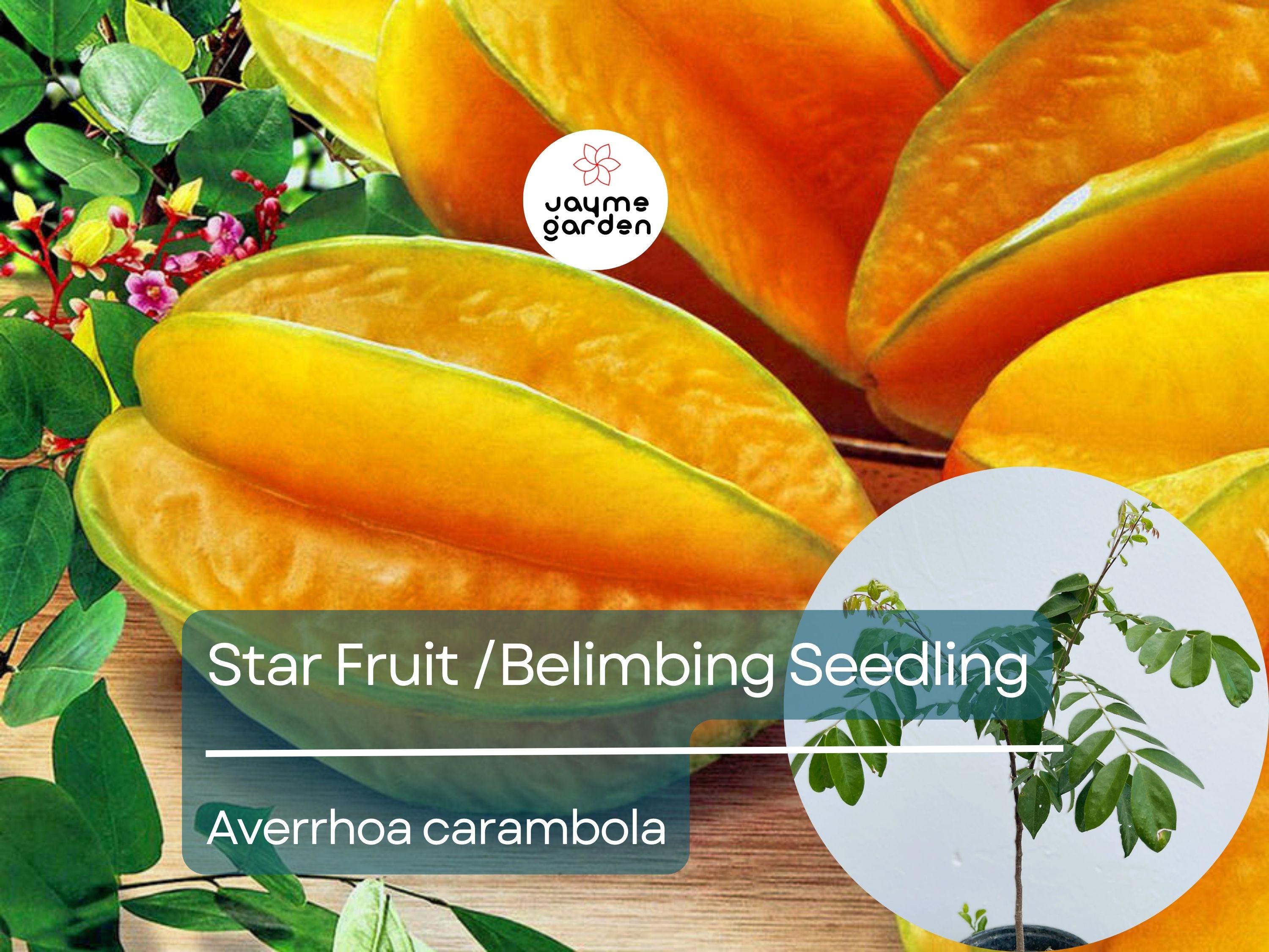 Grafted Star Fruit Seedling Starter Plant (Averrhoa carambola) Live Fruit Tree 24″-36″ - Sweet Tropical Carambola for Garden or Patio