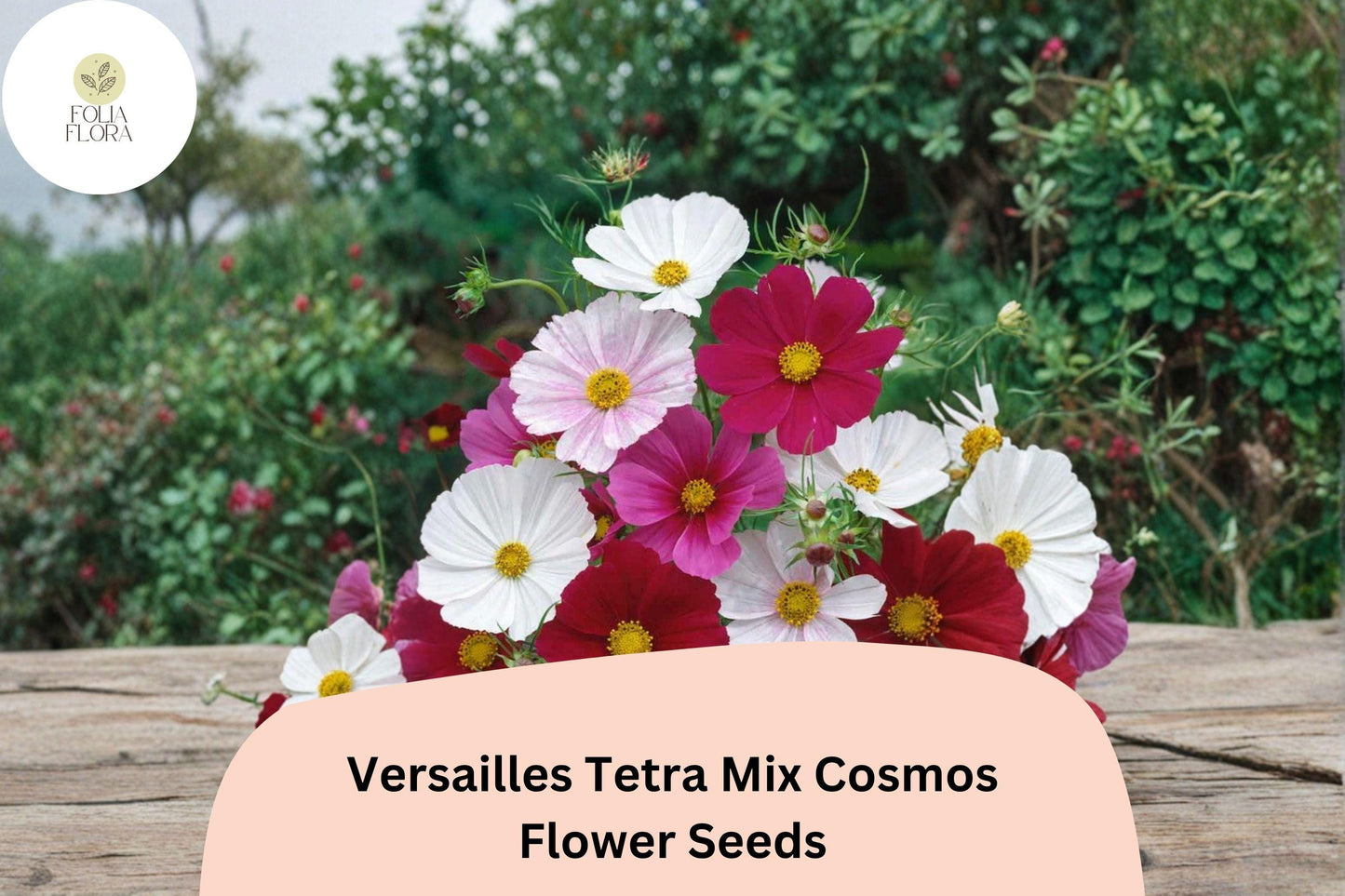 200+ Versailles Tetra Mix Cosmos Seeds | Cosmos bipinnatus Tall Cut Flower Mix | Easy Annual Garden Seeds