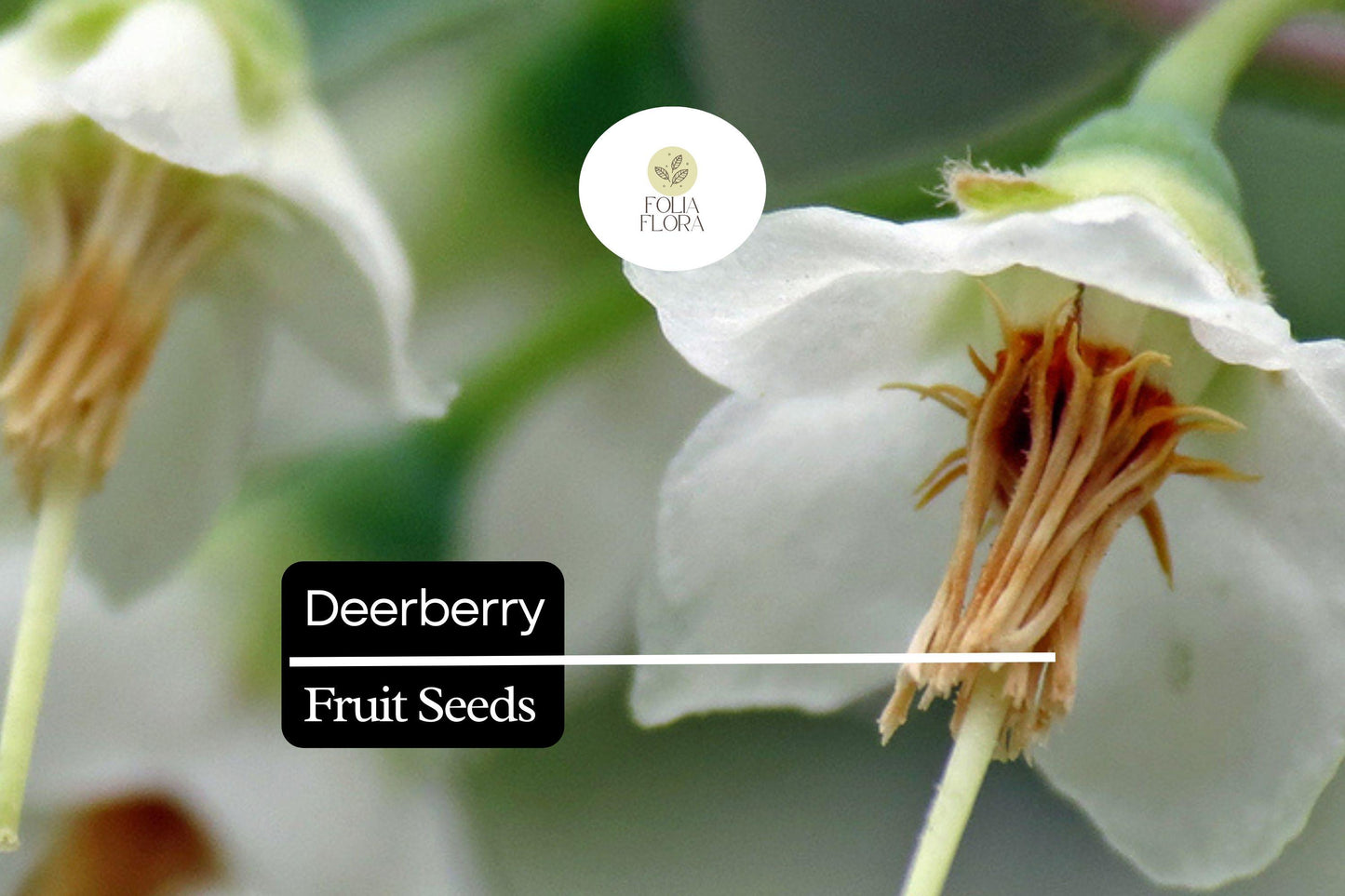 Deerberry Seeds (25) | Vaccinium stamineum | Native Wild Blueberry Shrub | Fruit Plant for Wildlife & Landscapes