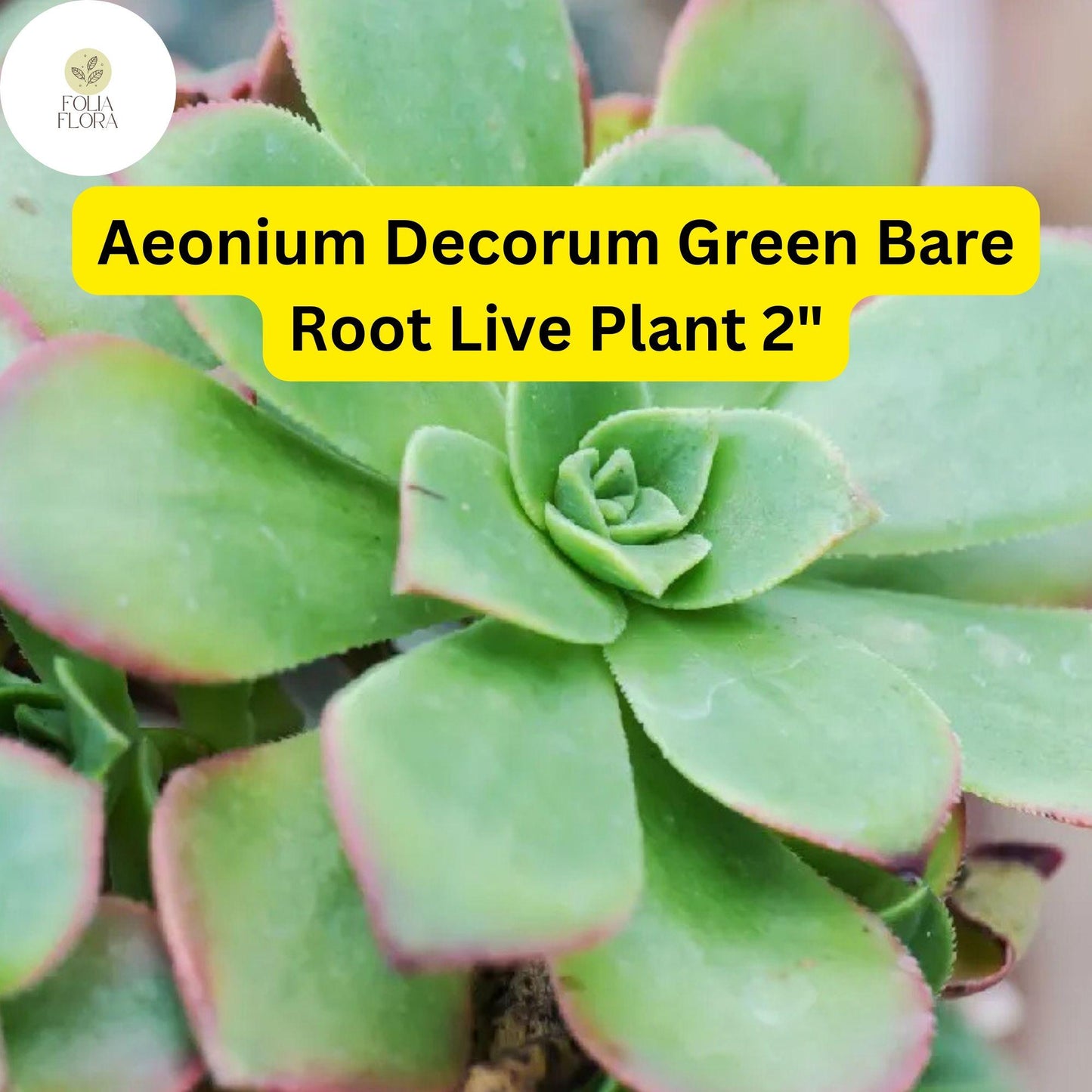 2 Bare Root 2" Live Succulent Plants Aeonium decorum ‘Green’ | Rosette-Forming, Drought-Tolerant, Easy-Care Houseplant