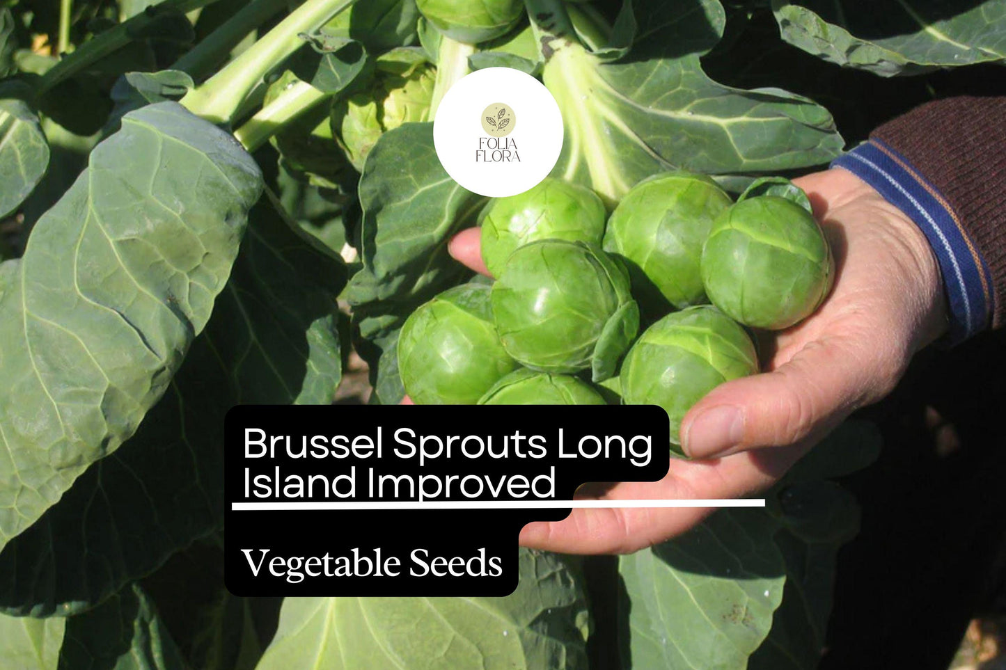 1g Brussel Sprouts Long Island Improved Seeds Brassica oleracea | Heirloom Variety | Compact, High-Yield & Cold-Hardy
