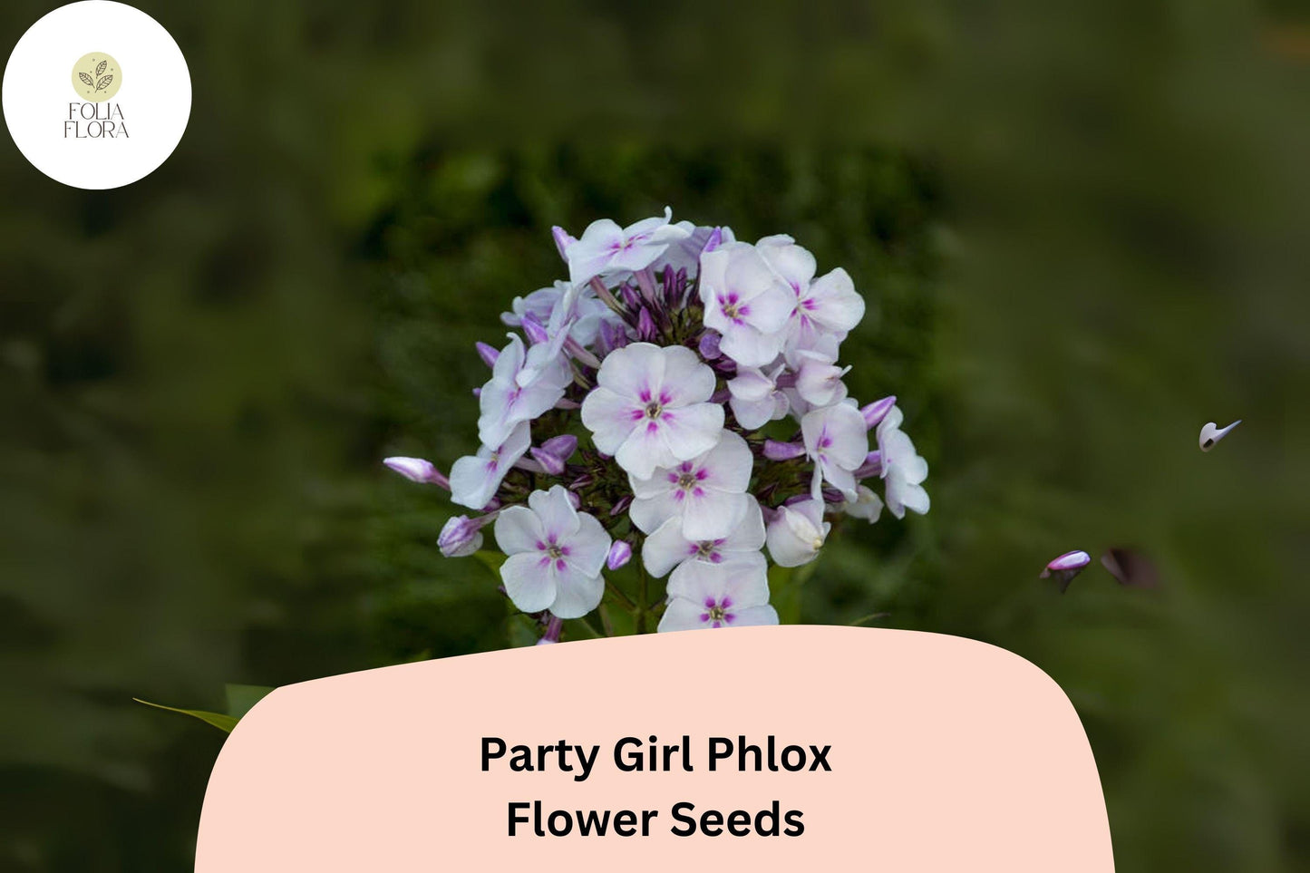 100+ Party Girl Phlox Seeds – Colorful Annual Garden Flower Seeds, Phlox drummondii