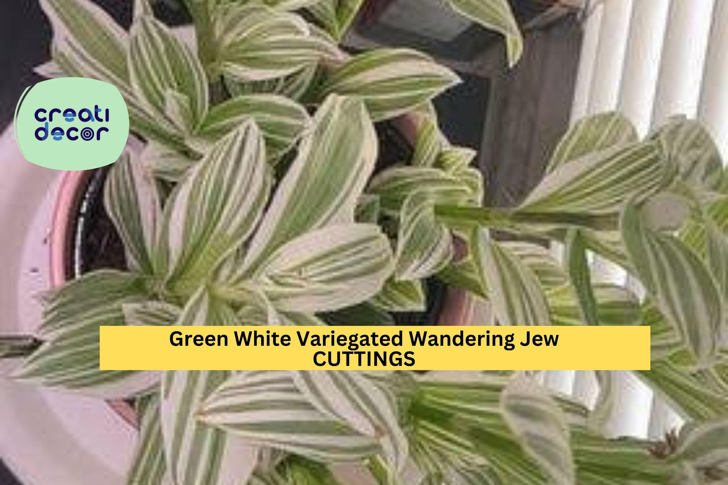 10 Tradescantia Albiflora Cuttings | Green White Variegated Wandering Jew | Easy Indoor Houseplant Starter | Hanging Basket Plant