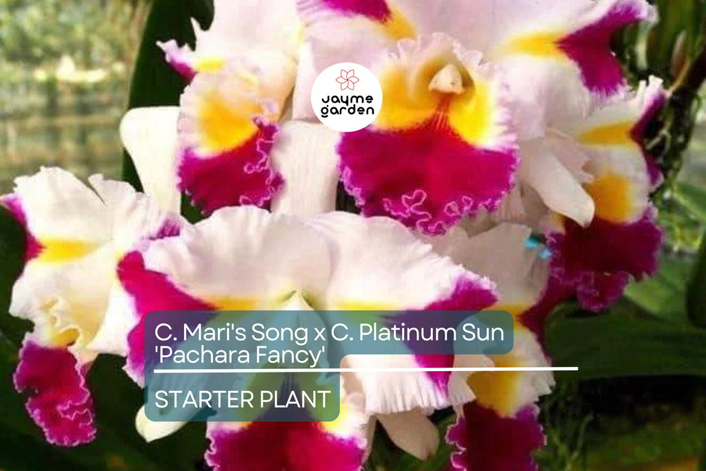 C. Mari's Song x C. Platinum Sun 'Pachara Fancy' Orchid | Live Potted Starter Plant | Multicolor Cattleya | Tropical Indoor/Outdoor